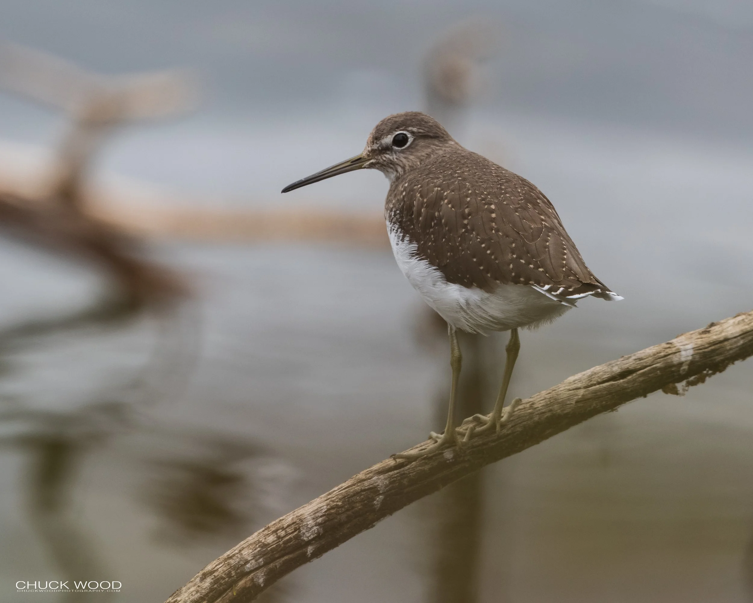  Arusha NP, Tanzania 2021 