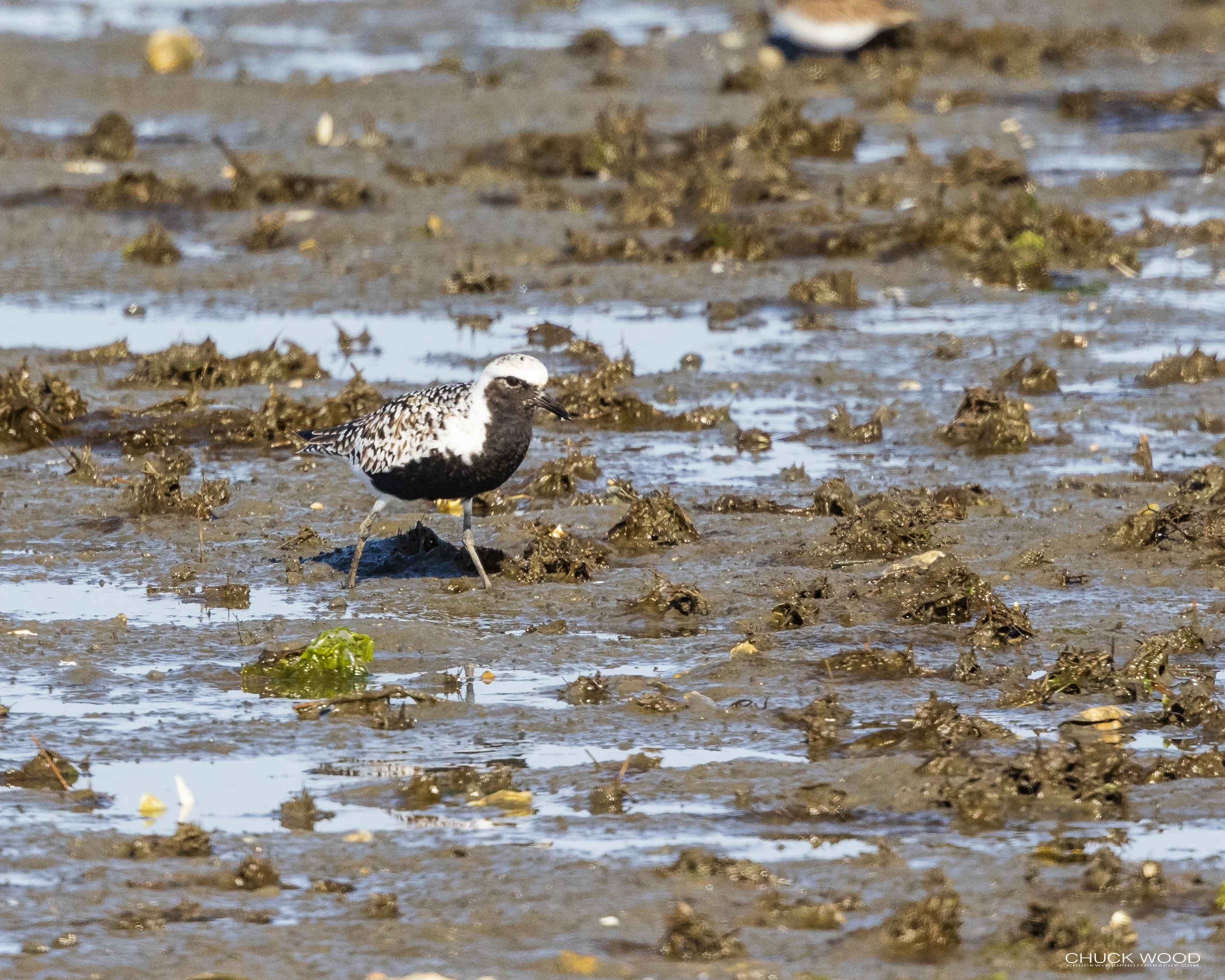  Forsythe NWR, NJ 2021 