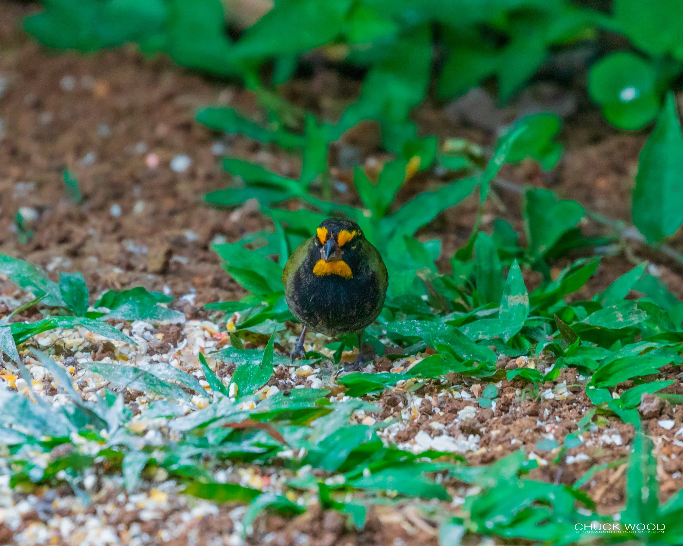  Rancho Naturalista, Costa Rica 2020 