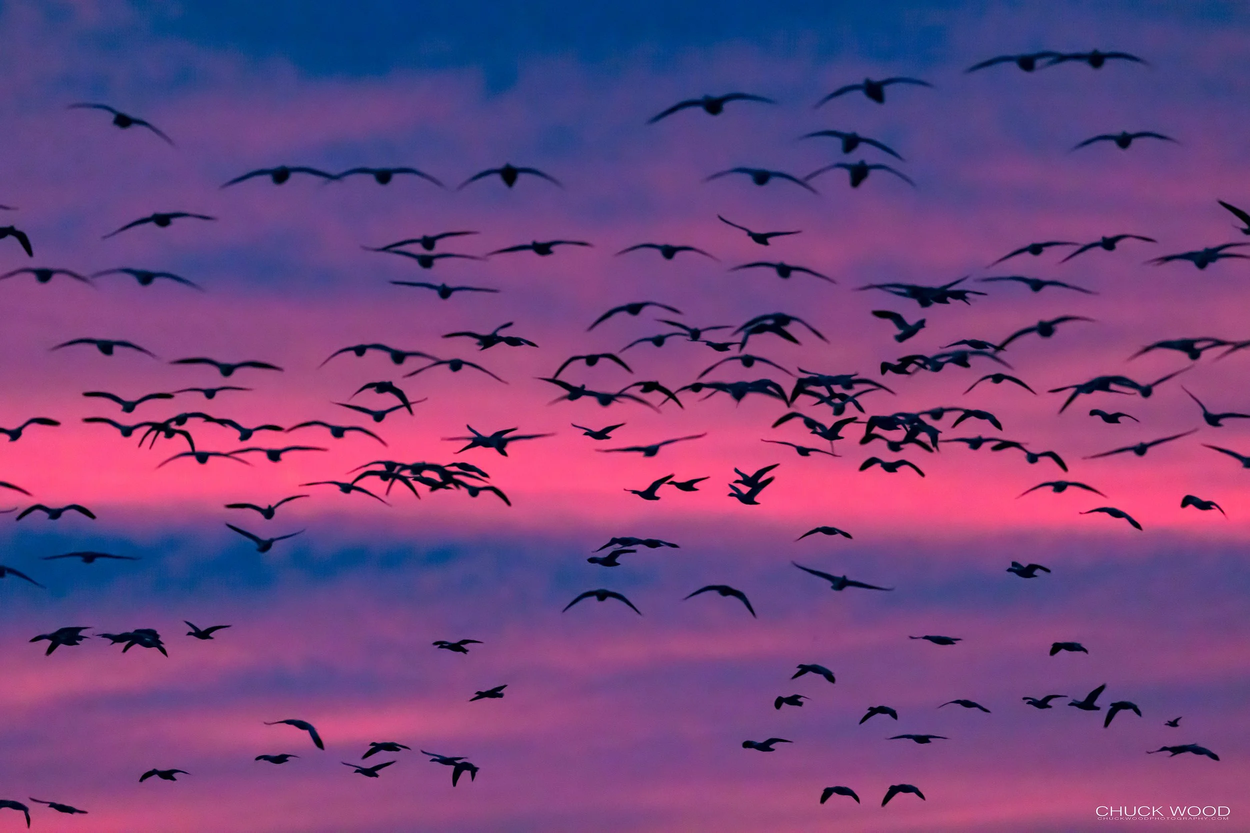  Bosque del Apache, NM 2021 