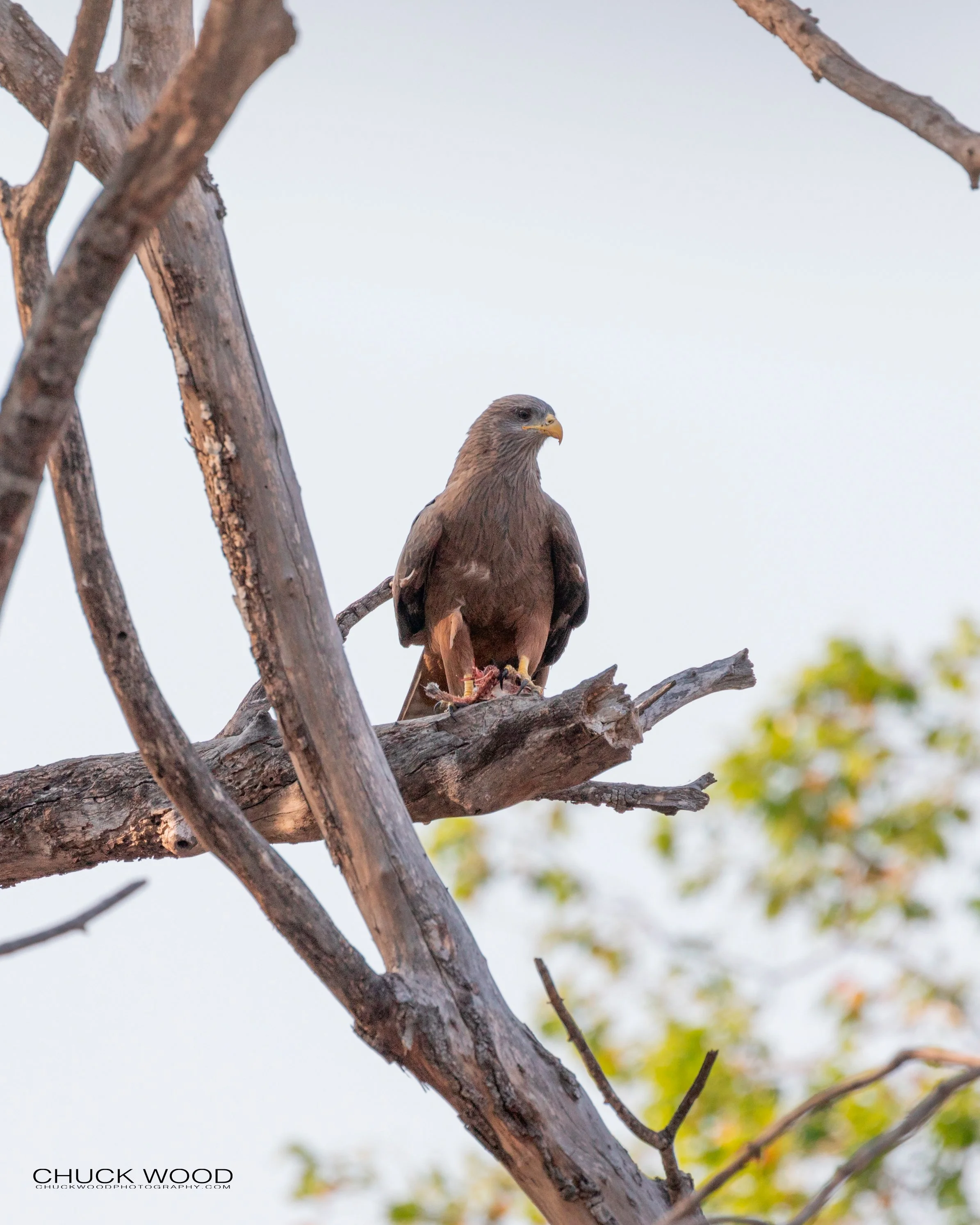  Victoria Falls, Zimbabwe 2019 