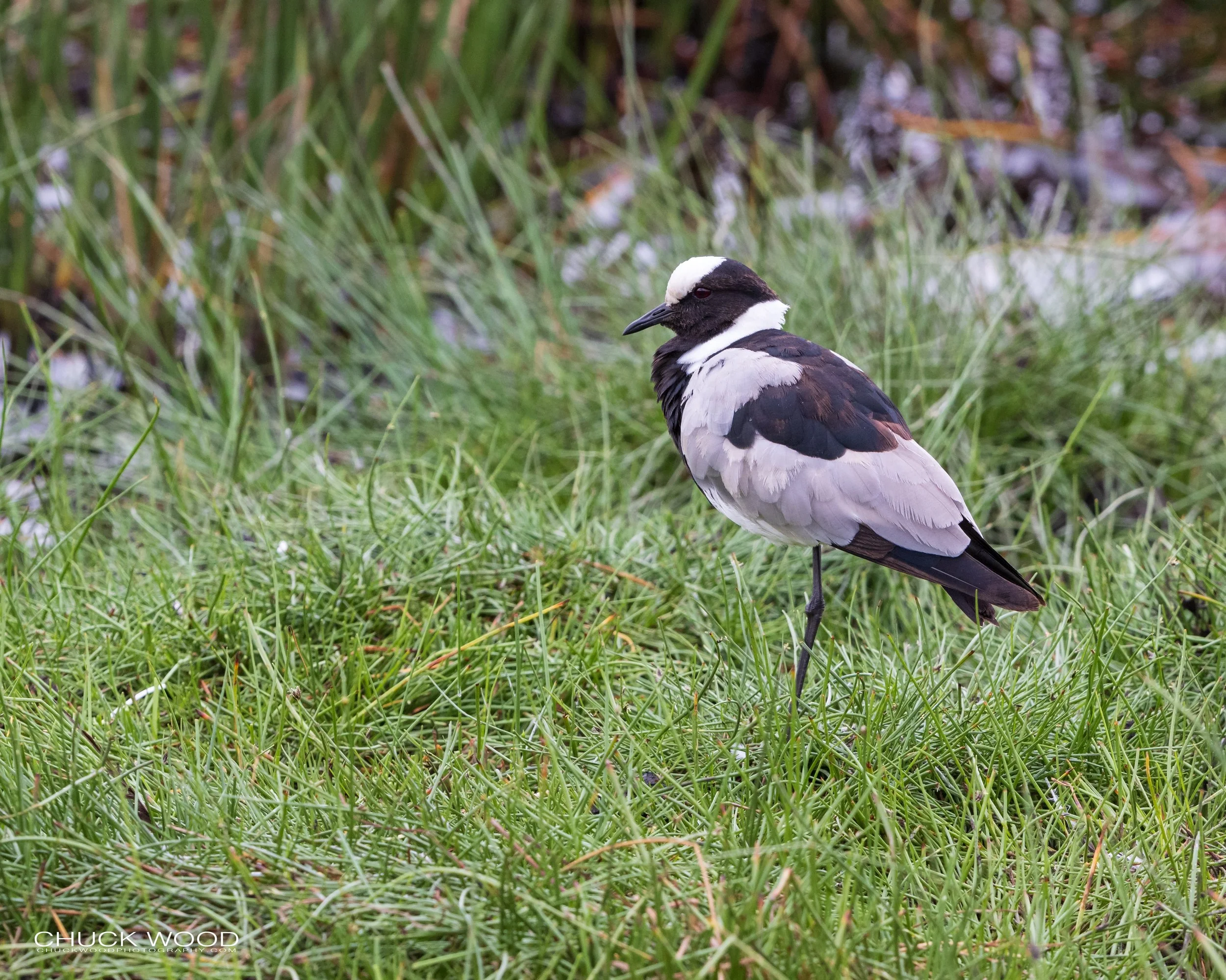  Arusha, Tanzania 2021 