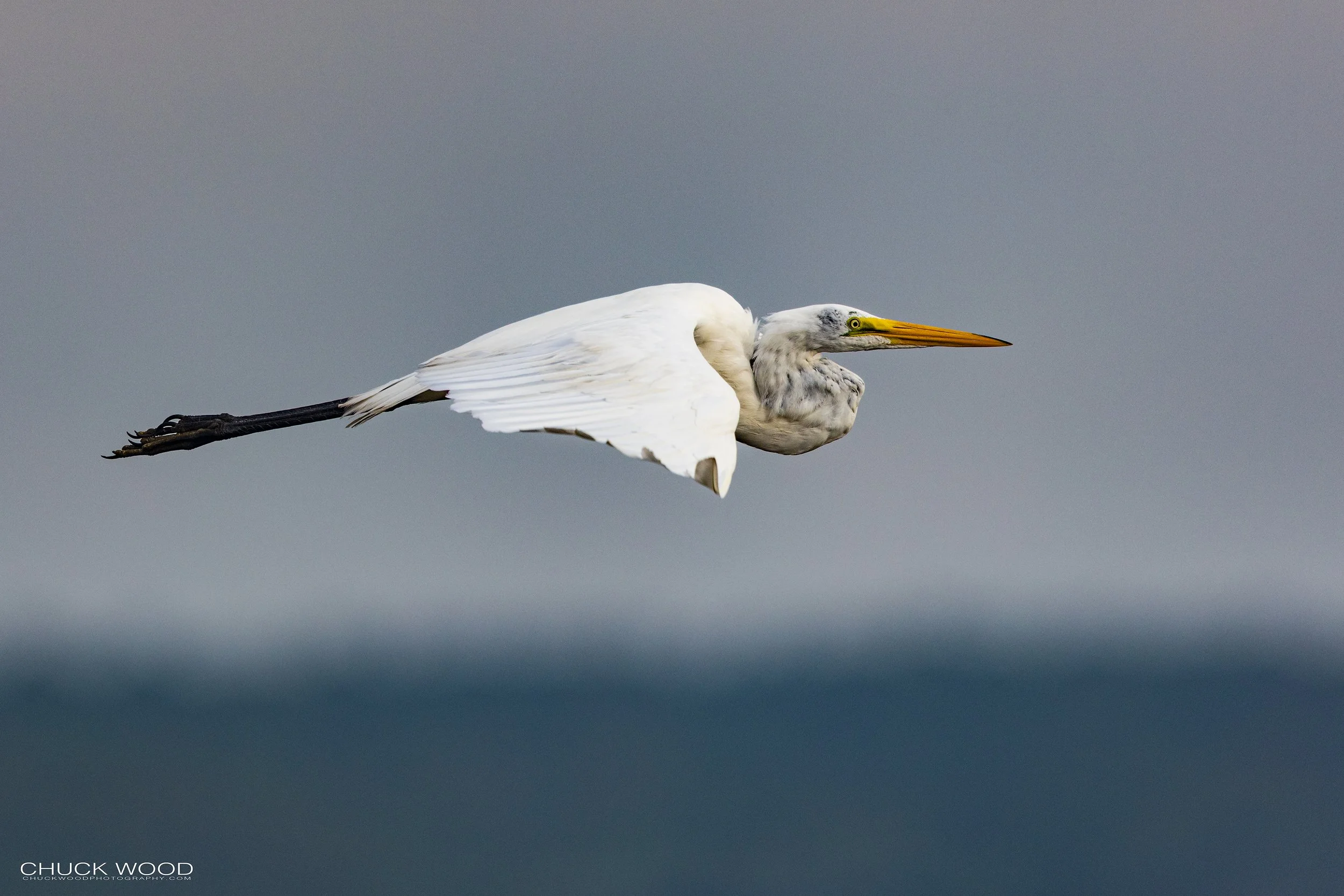  Forsythe NWR, NJ 2022 