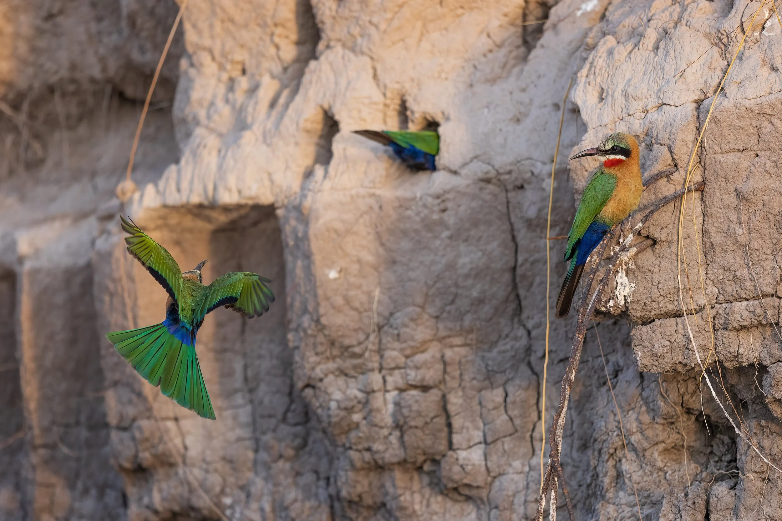  Chobe River, Botswana 2023 