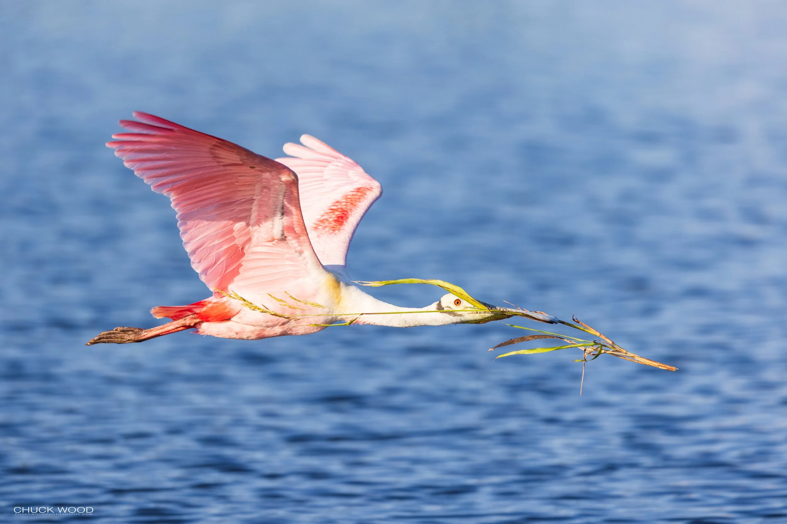  Stick Marsh, FL 2021 