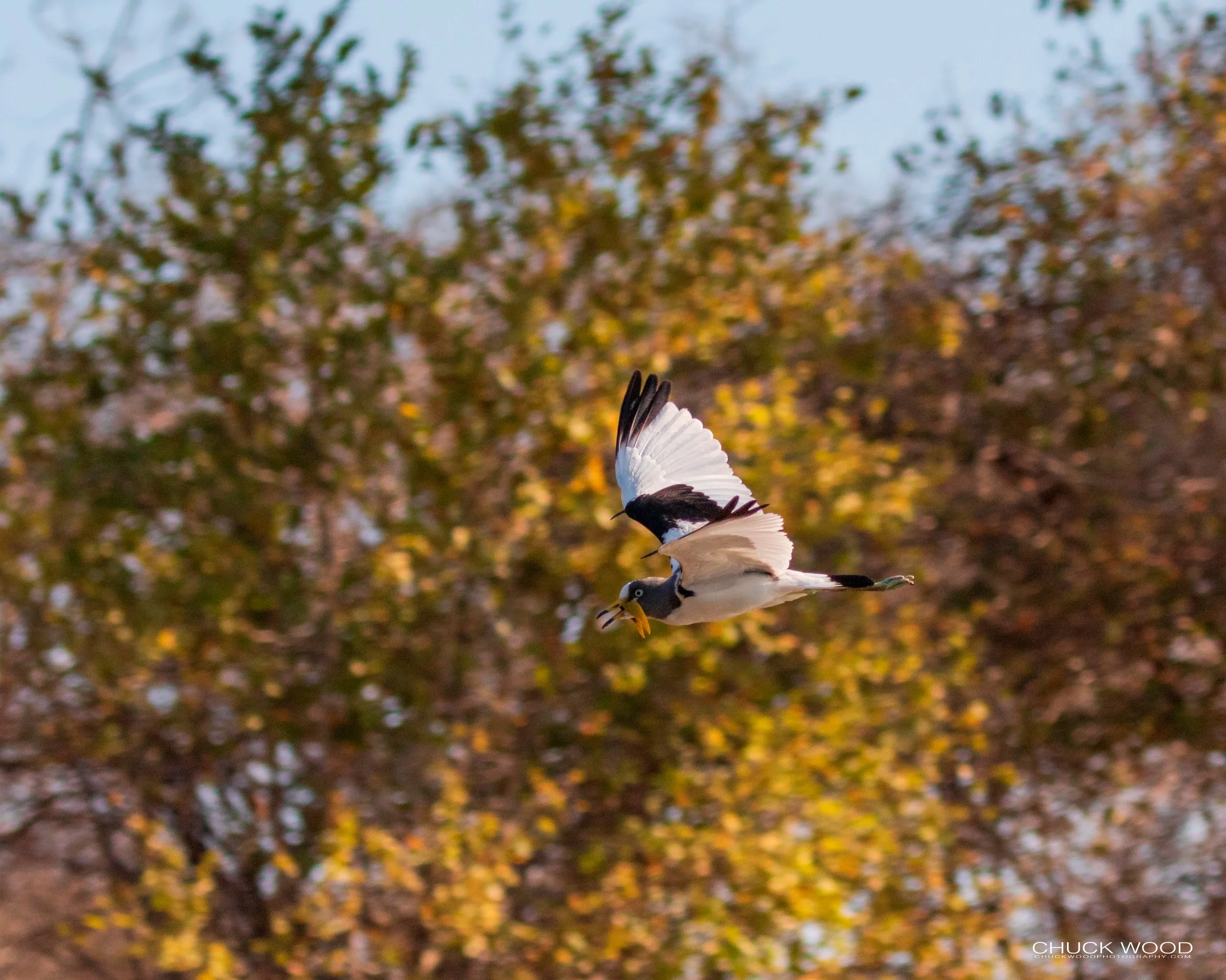  Mana Pools, Zimbabwe 2019 