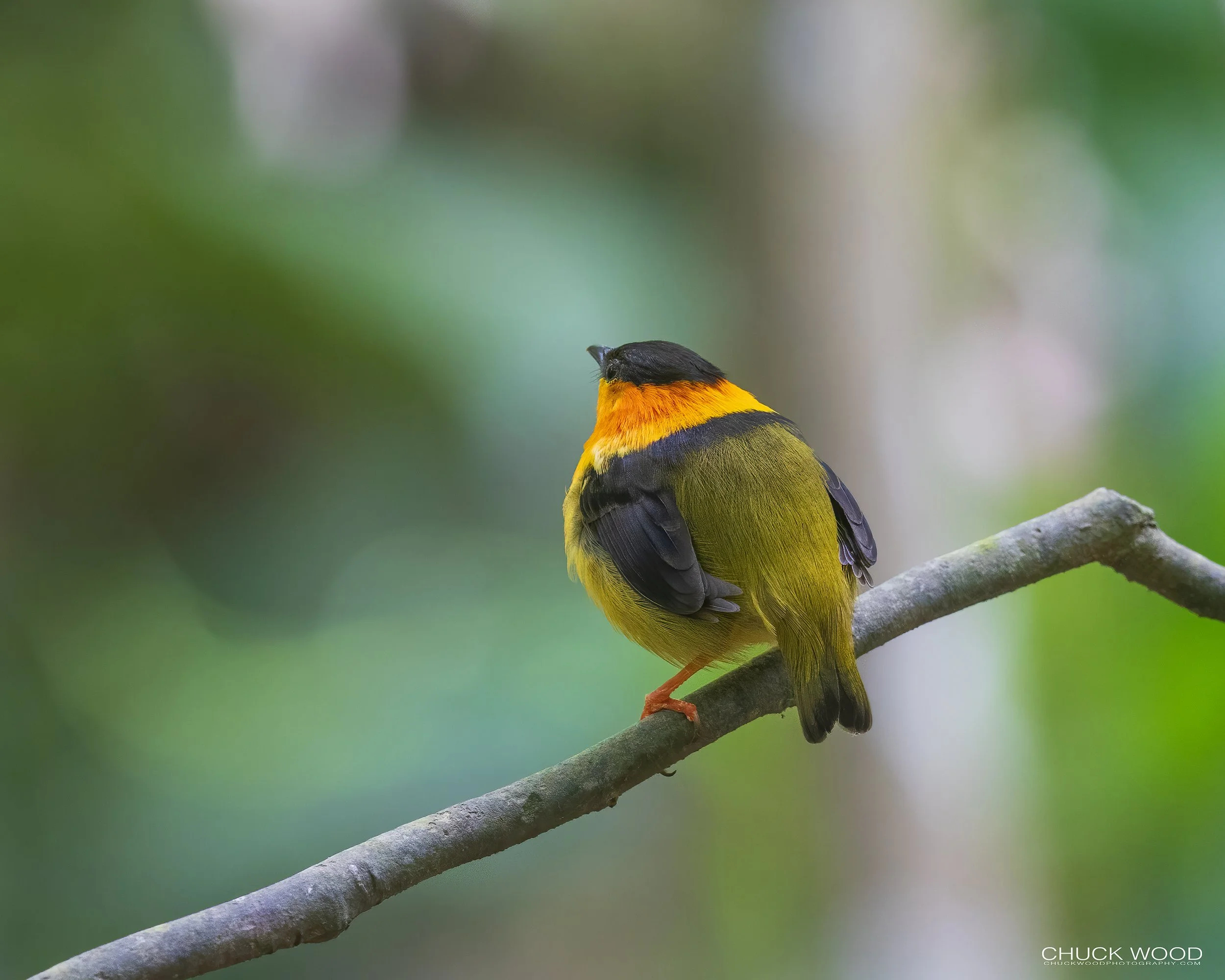  Carara NP, Costa Rica 2023 