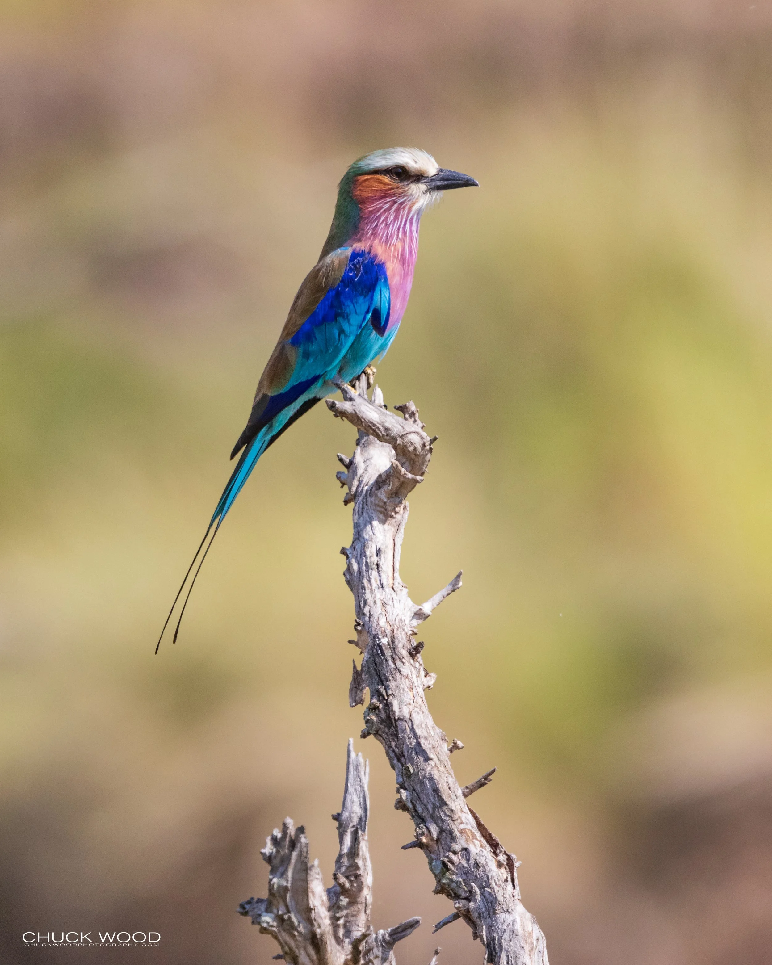  Serengeti, Tanzania 2021 