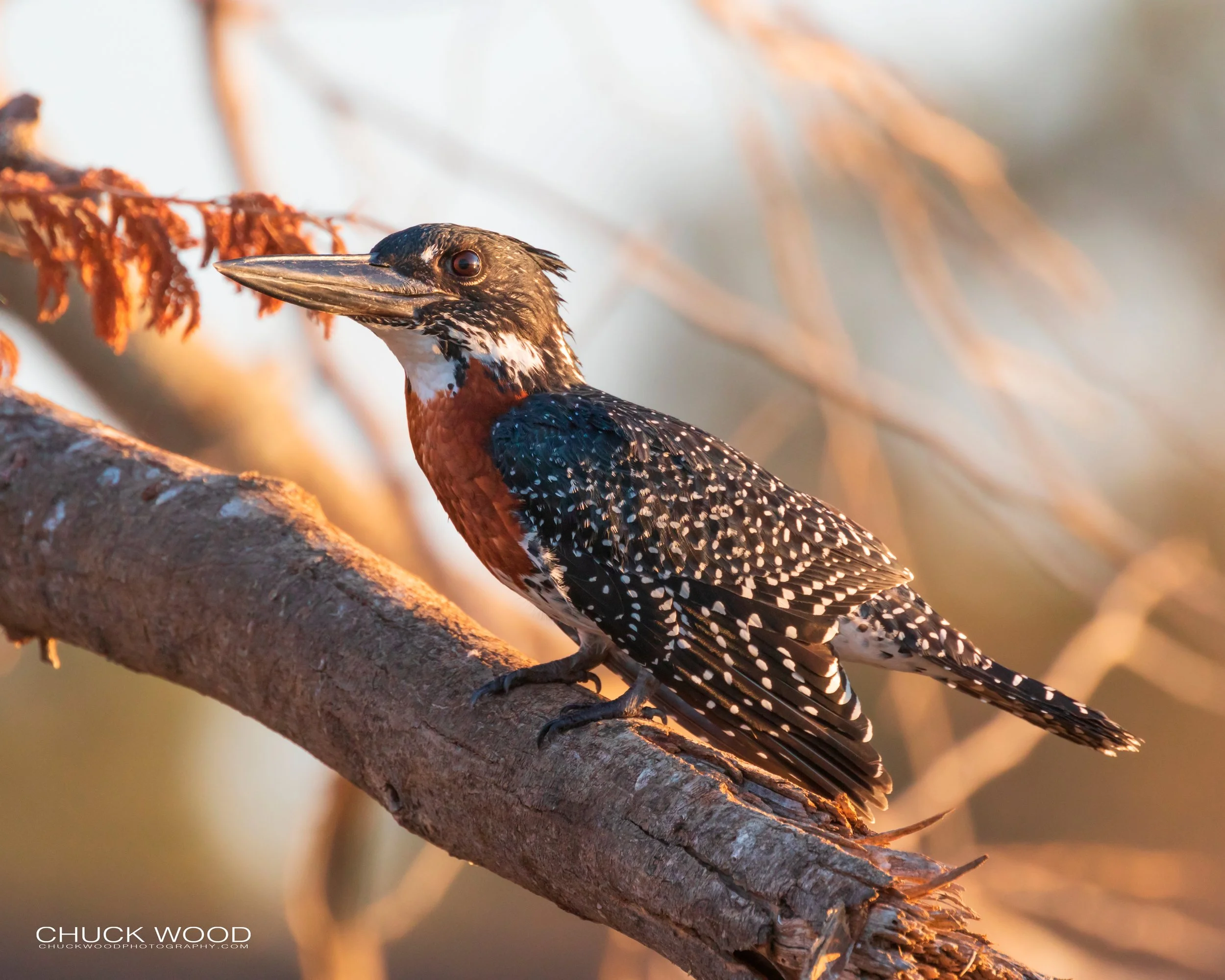  Mana Pools, Zimbabwe 2019 