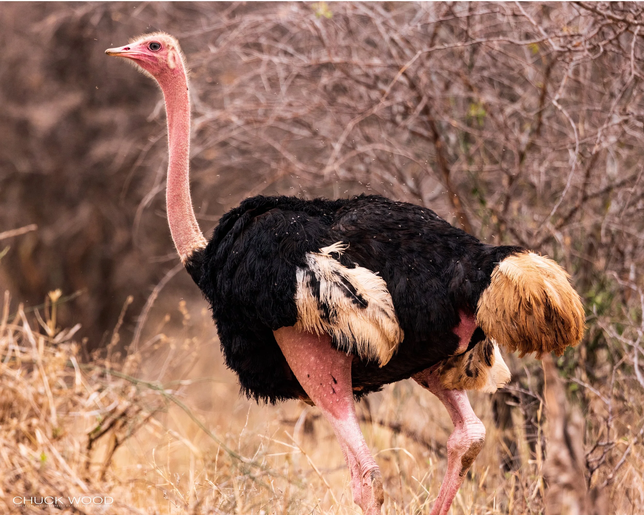  Tarangire, Tanzania 2021 