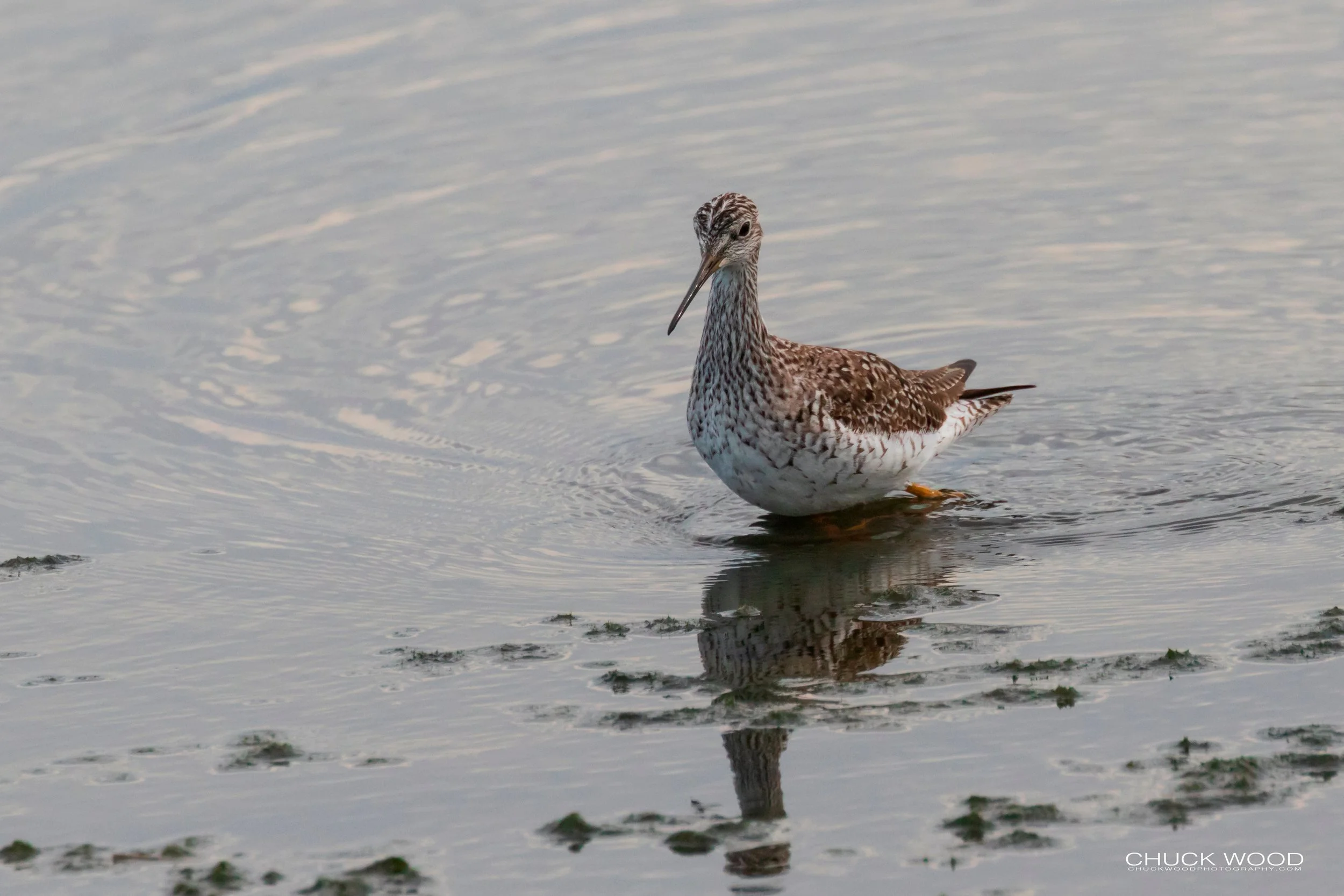  Forsythe NWR, NJ 2019 