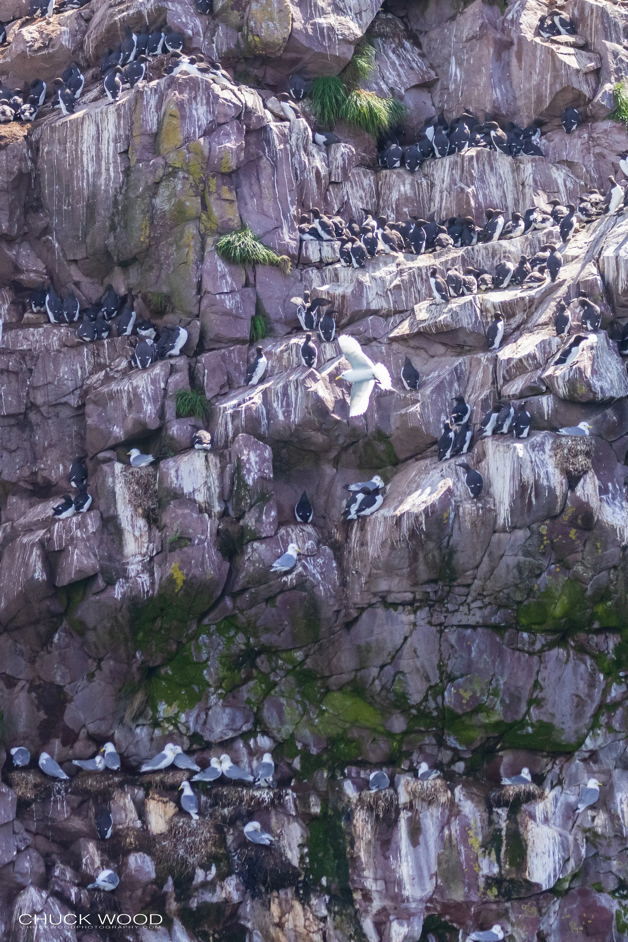   Williston NWR, NL 2022 