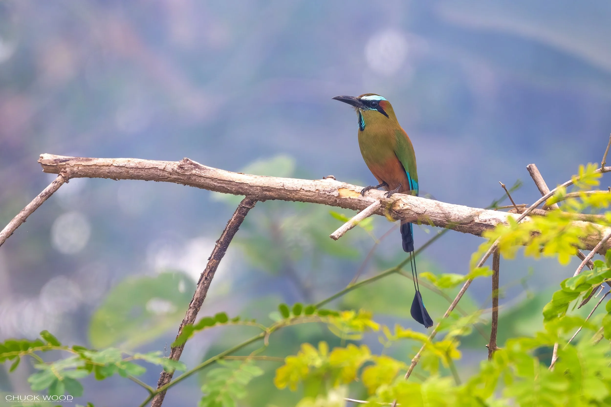  Tarcoles River, Costa Rica 2023 