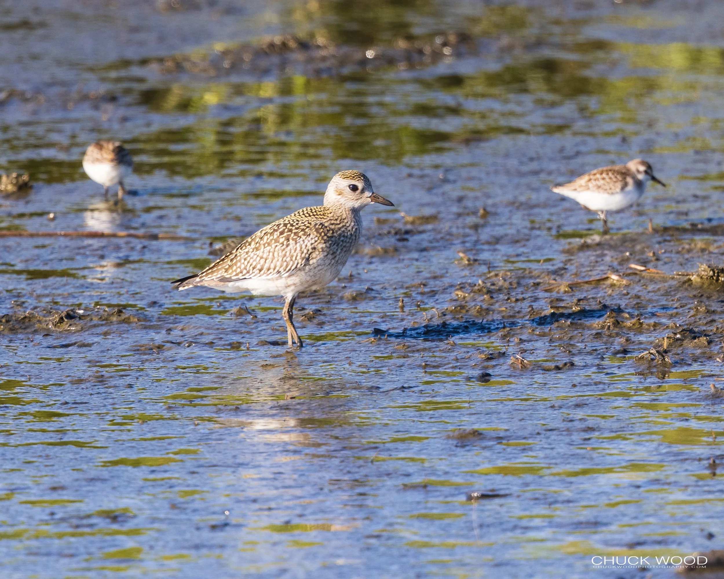  Forsythe NWR, NJ 2021 