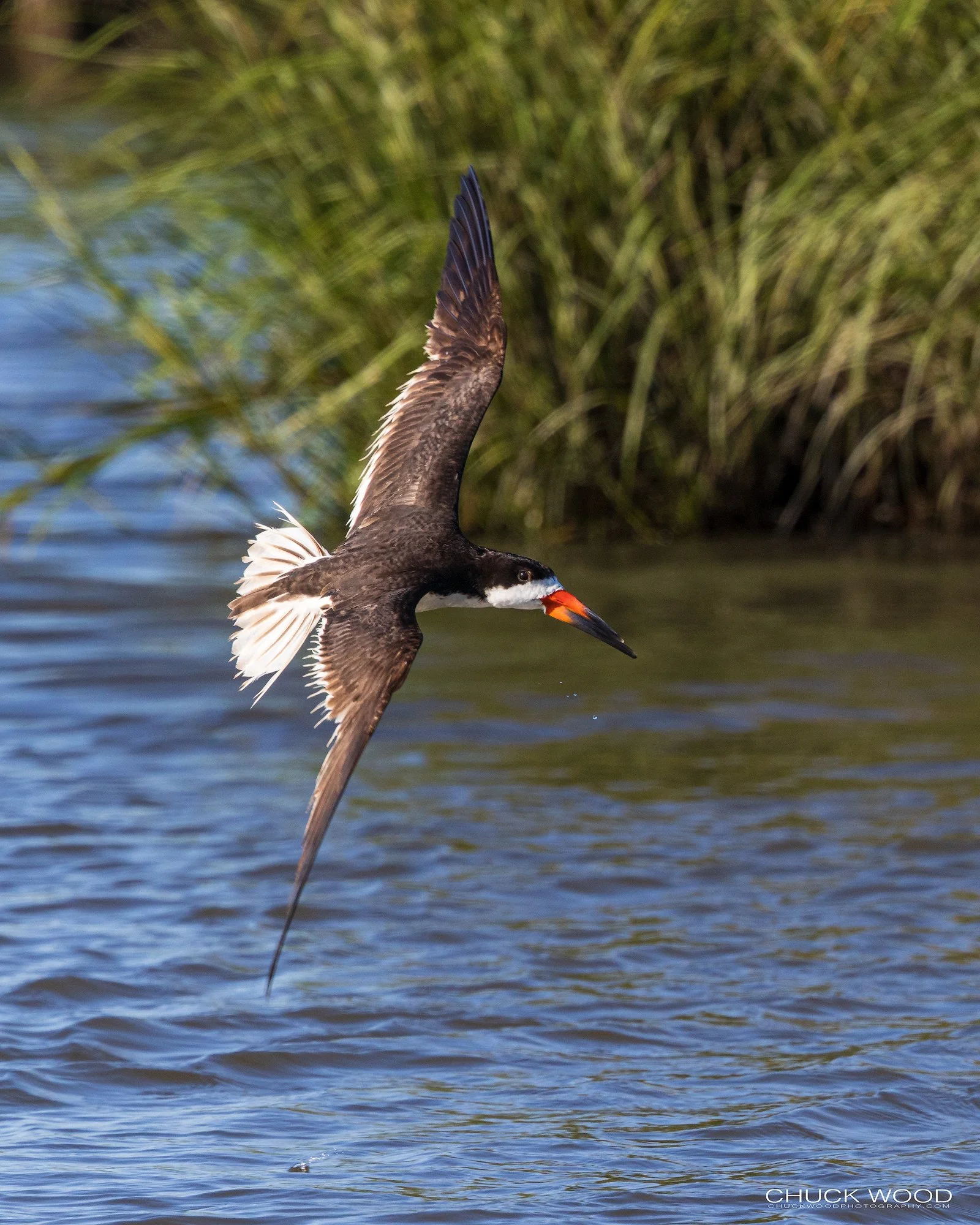  Forsythe NWR, NJ 2021 