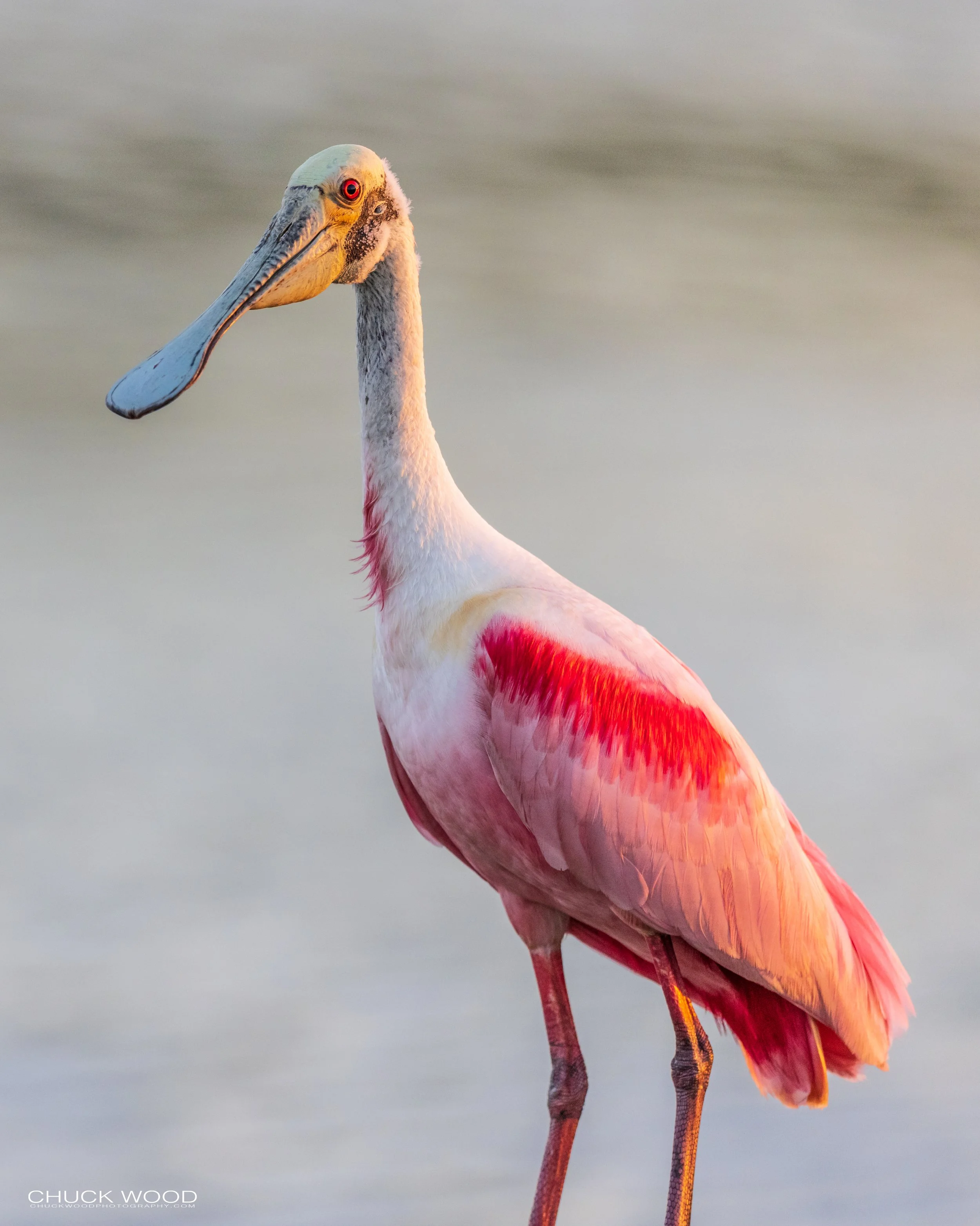  Stick Marsh, FL 2021 