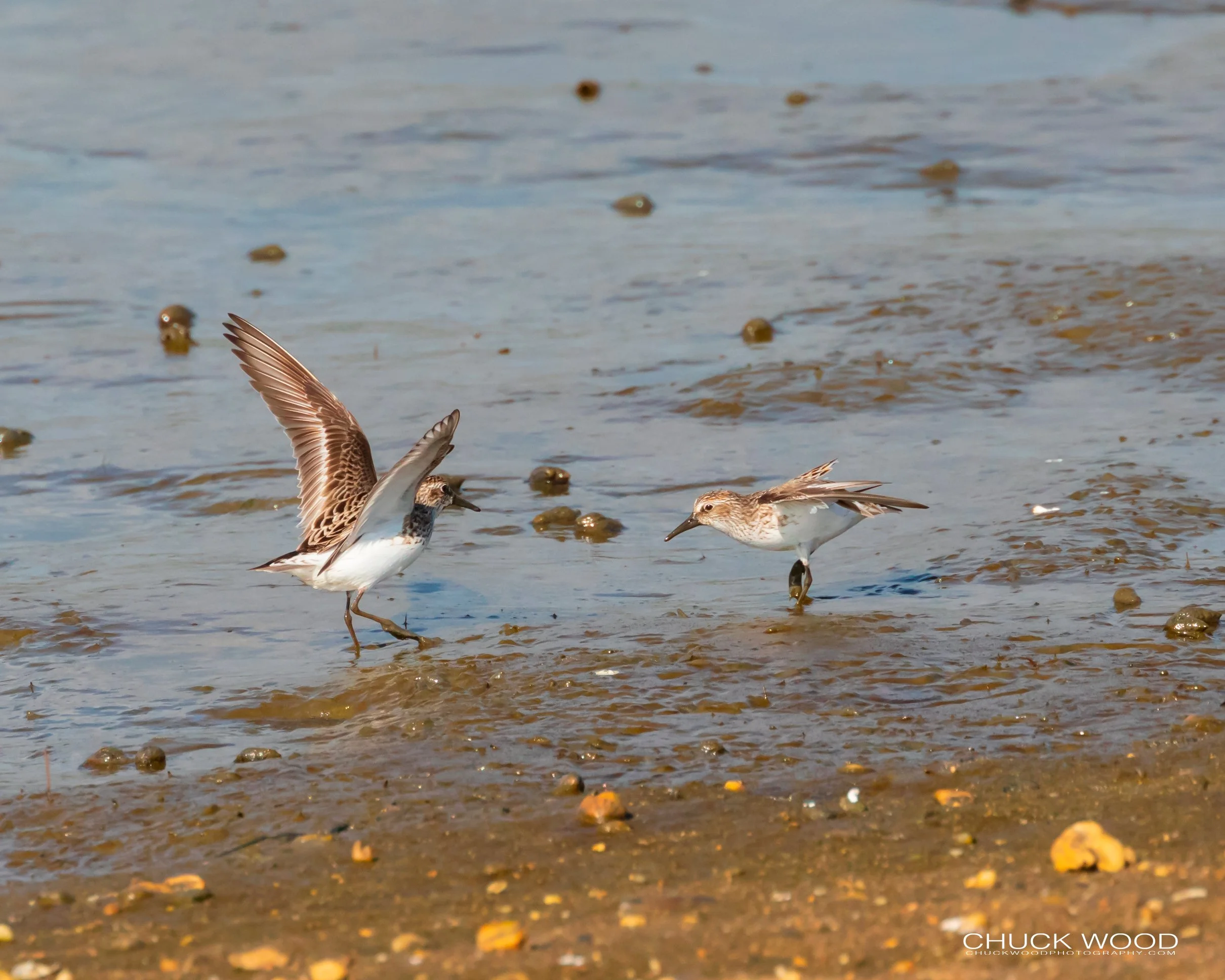  Forsythe NWR, NJ 2019 