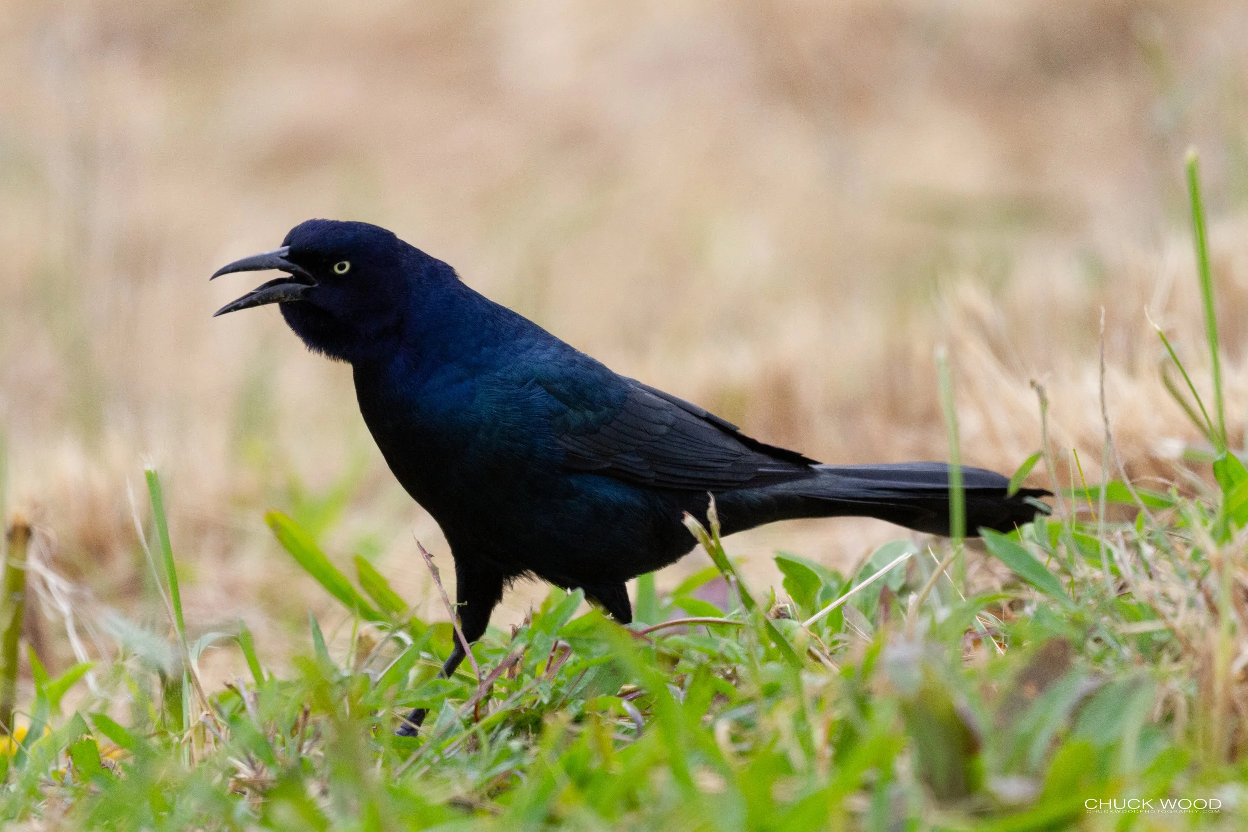  Forsythe NWR, NJ 2018 