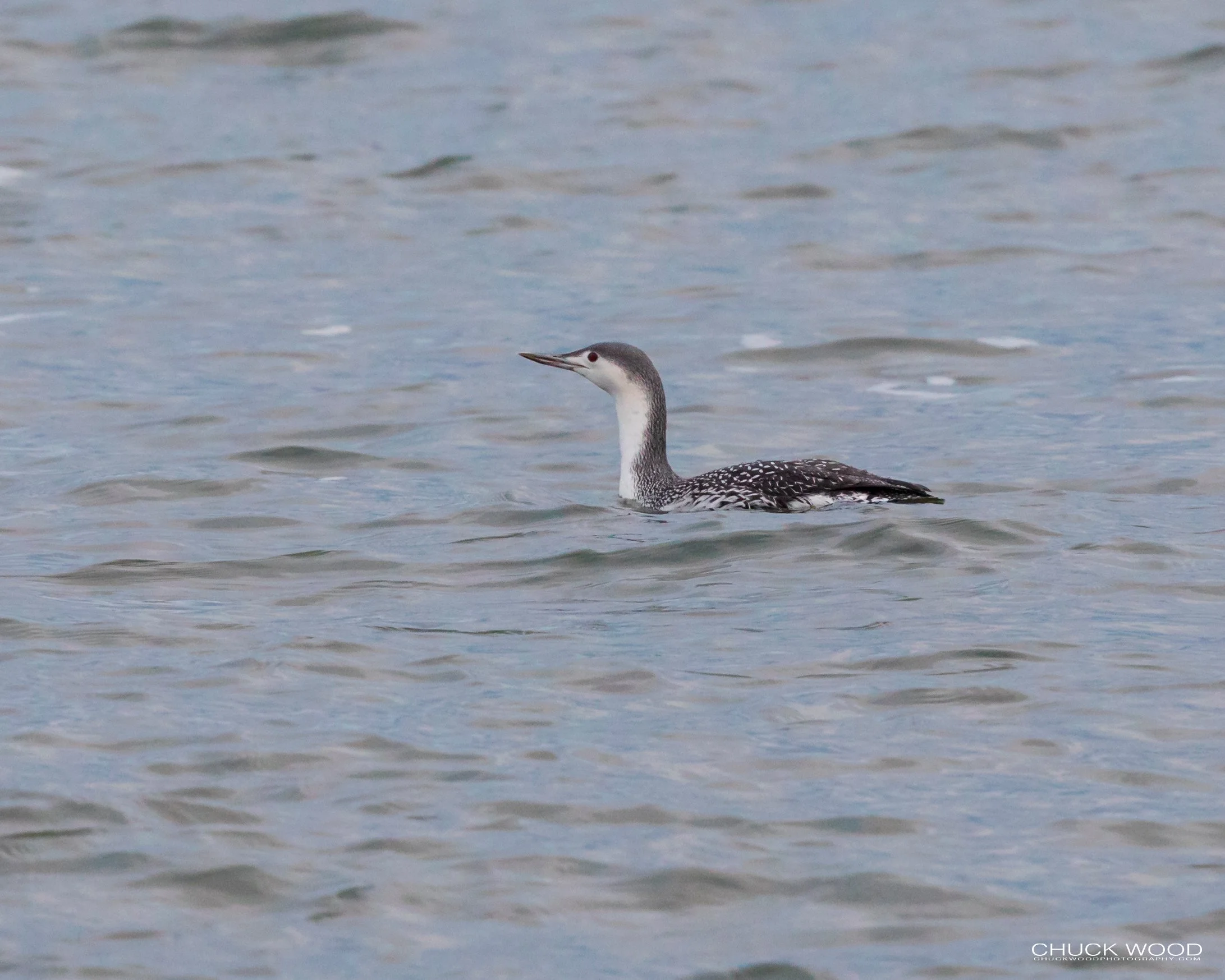  Barnegat Lighthouse, NJ 2020 