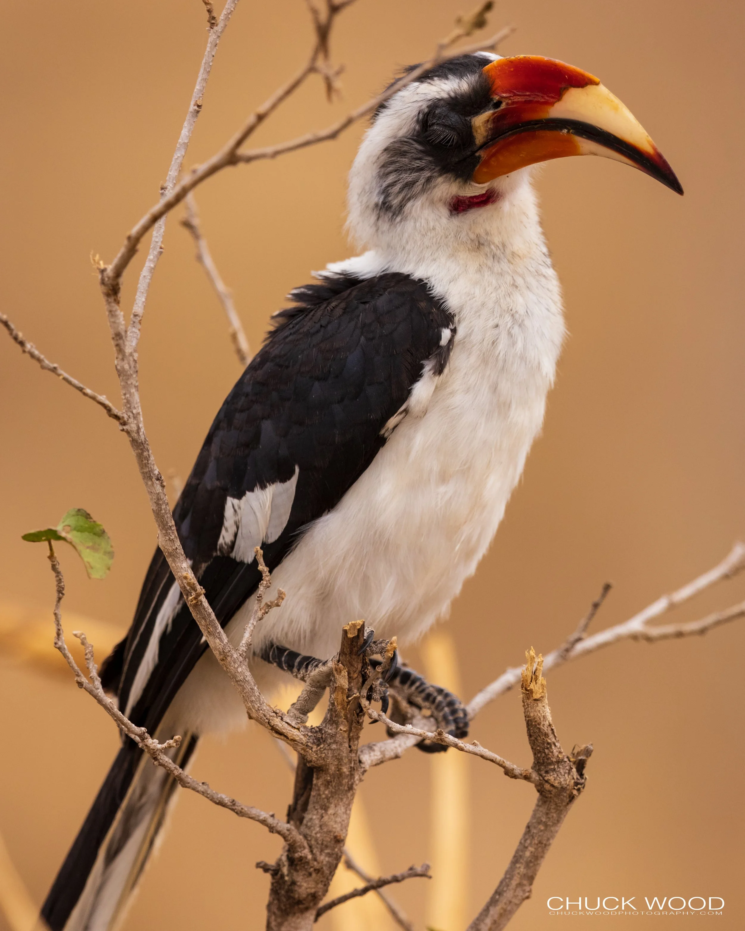  Tarangire, Tanzania 2021 