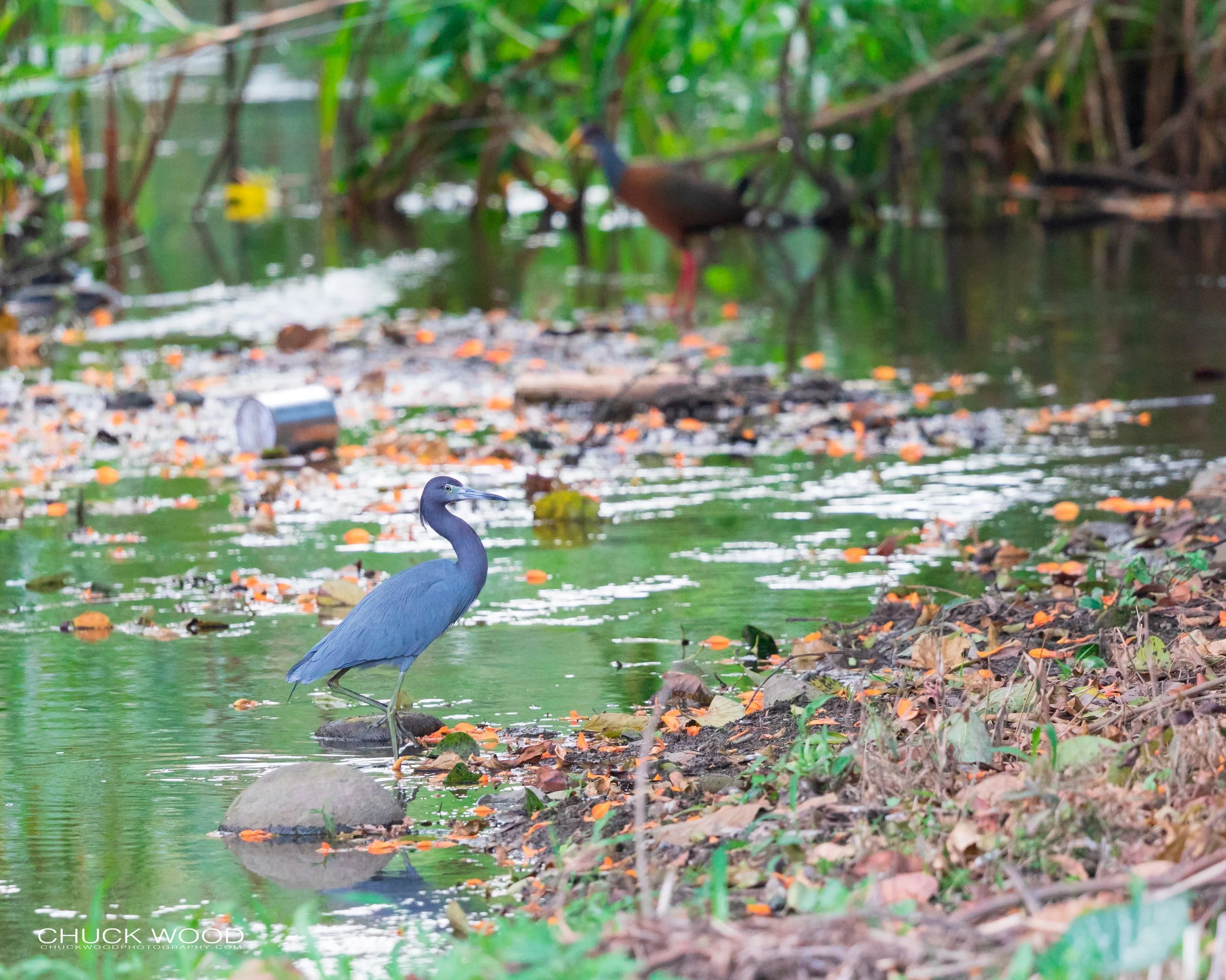  Tuis River Valley, Costa Rica 2020 
