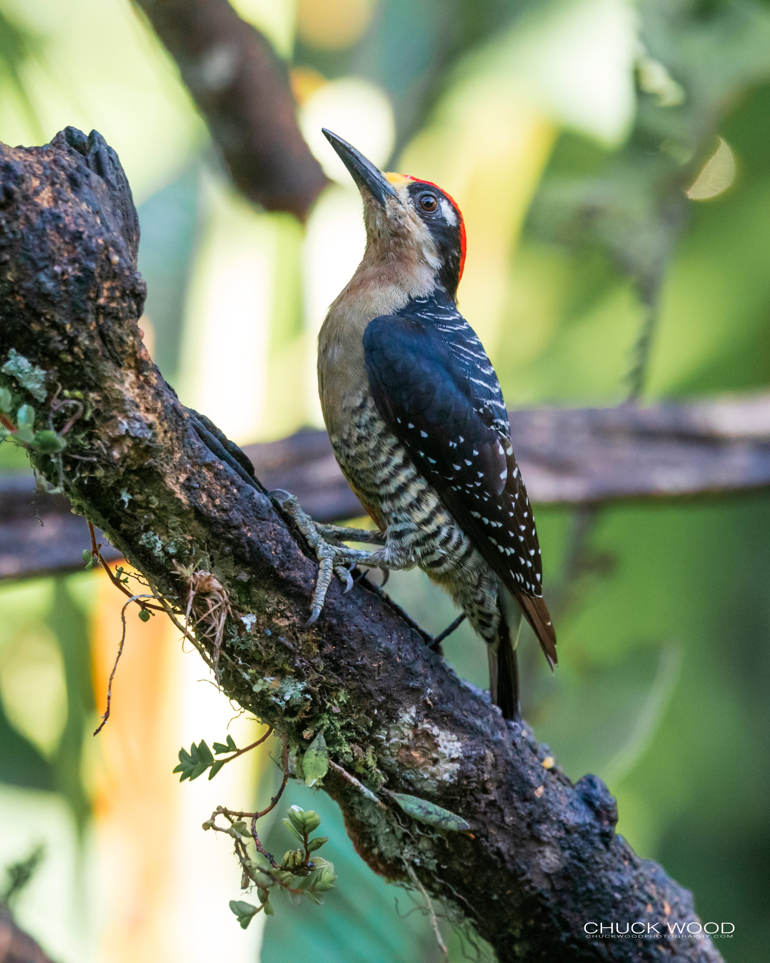  Rancho Naturalista, Costa Rica 2020 