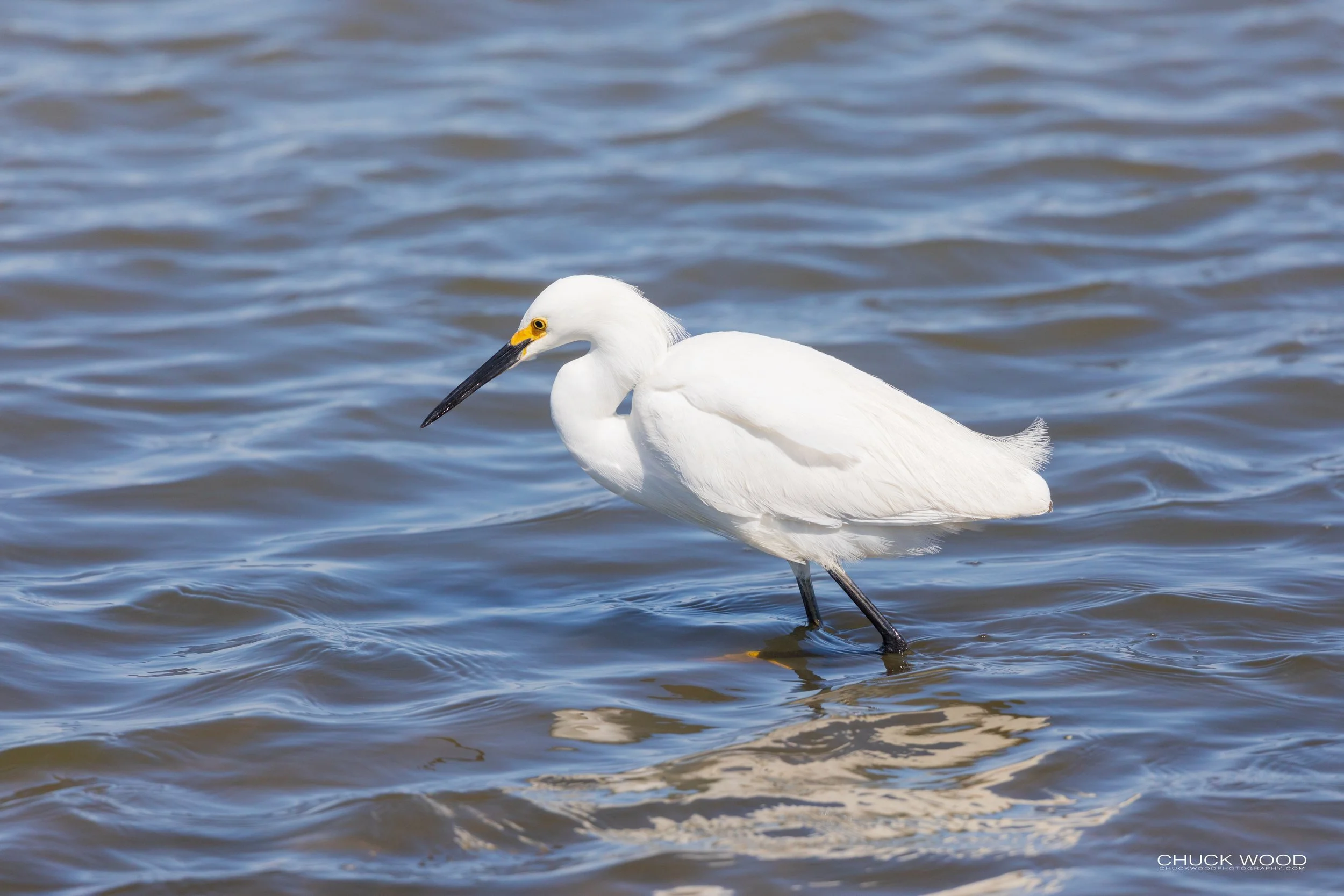  Forsythe NWR, NJ 2020 