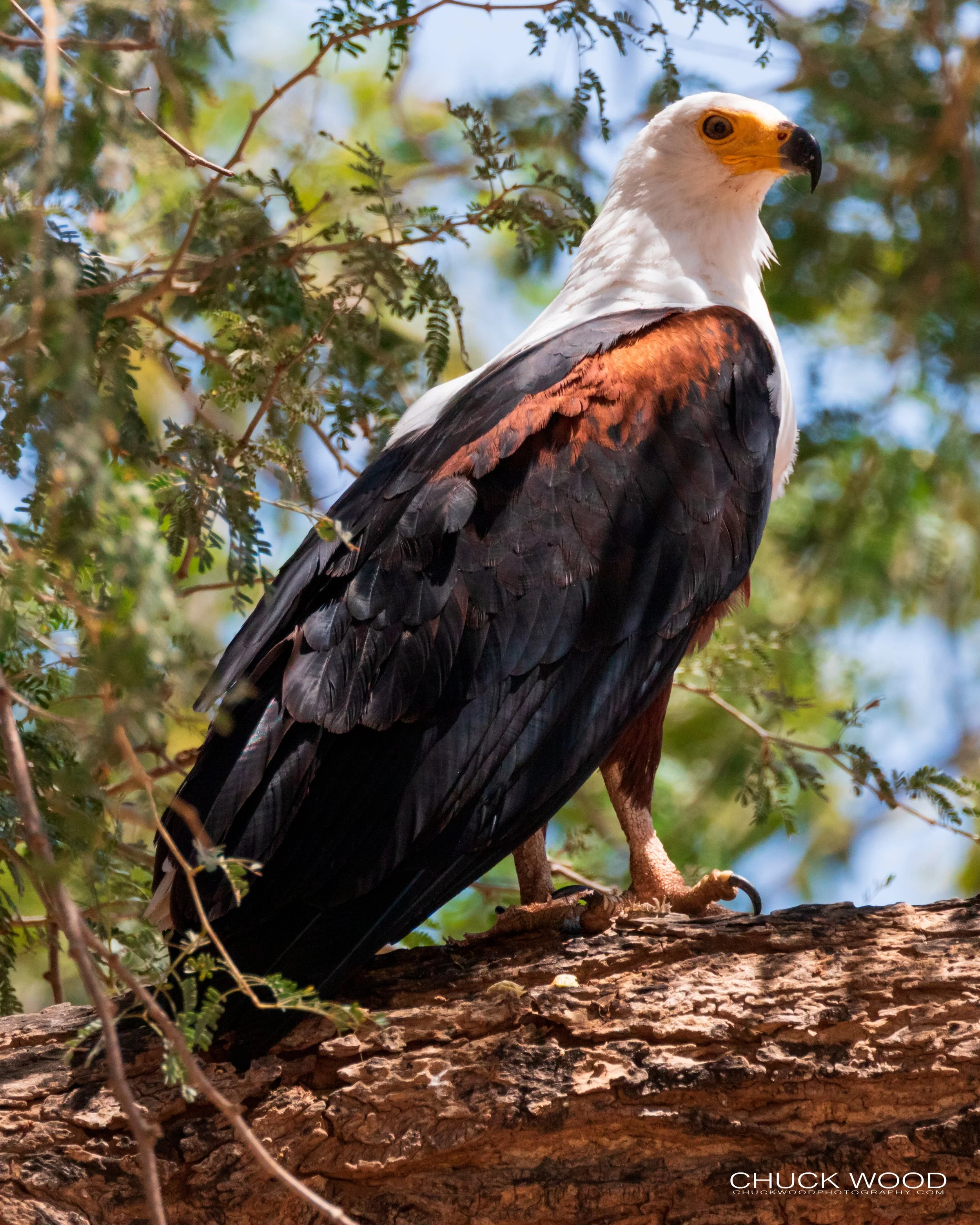  Lake Kariba, Zimbabwe 2019 