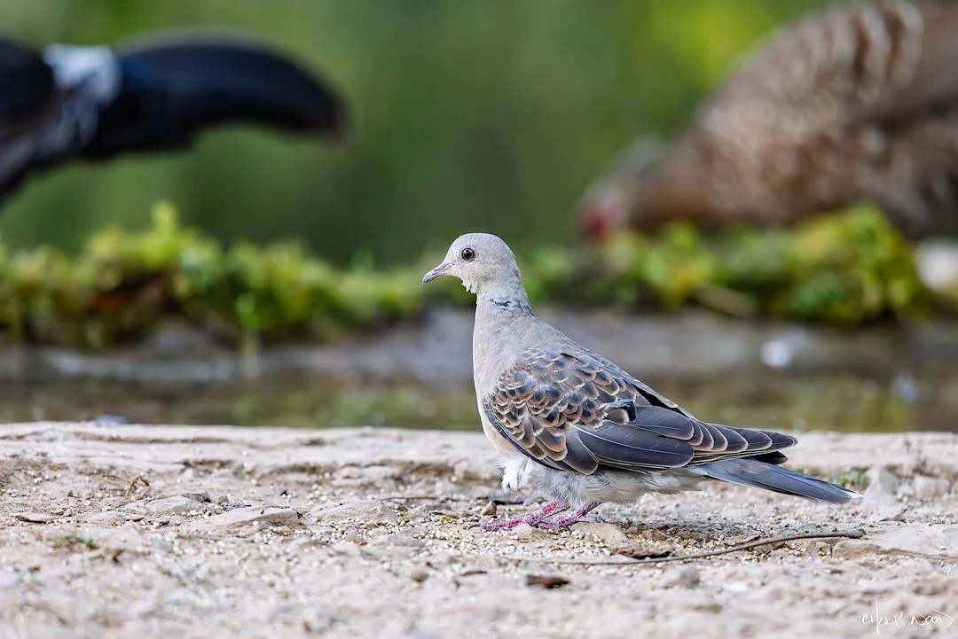  Christian Ashram Estate Sattal, India 2025 