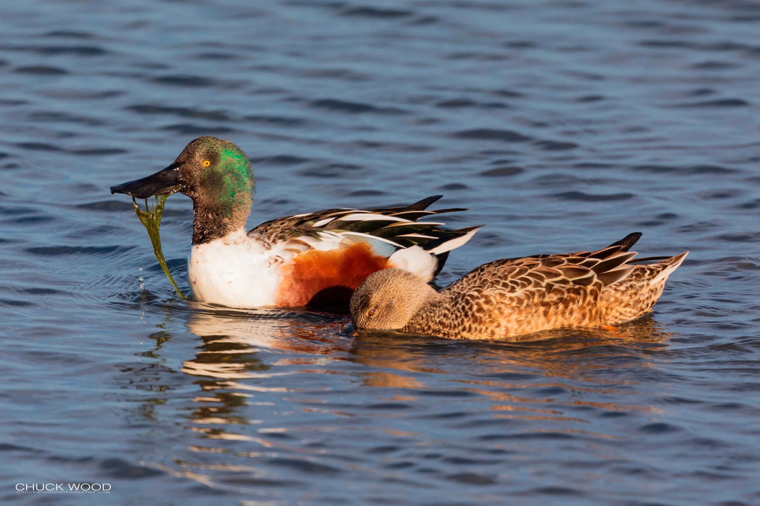  Forsythe NWR, NJ 2020 