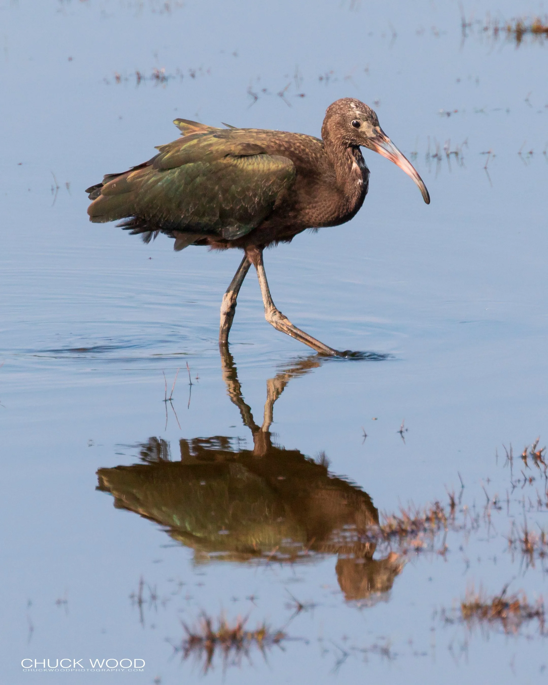  Forsythe NWR, NJ 2019 