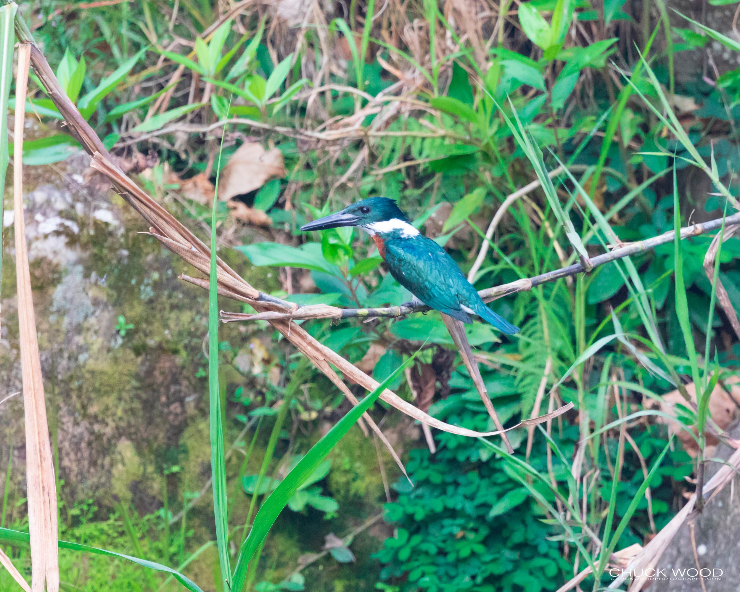  Tuis River Valley, Costa Rica 2020 