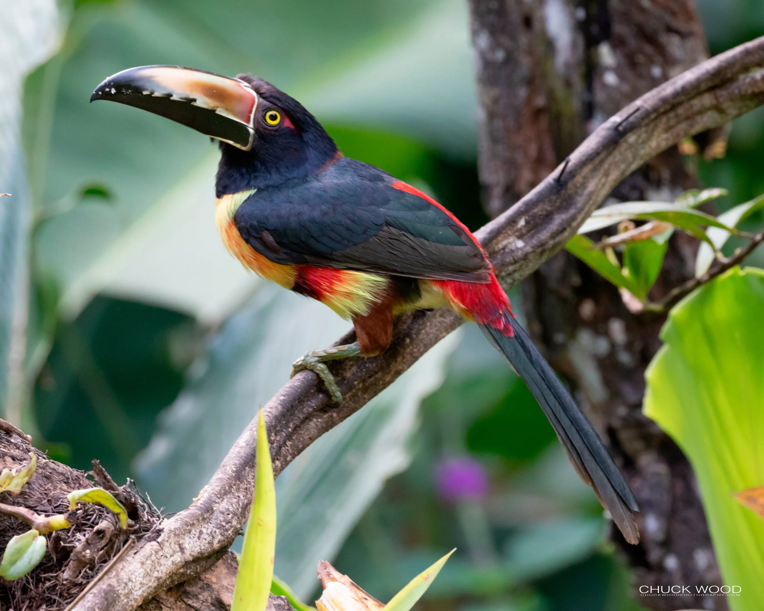 Rancho Naturalista, Costa Rica 2020 