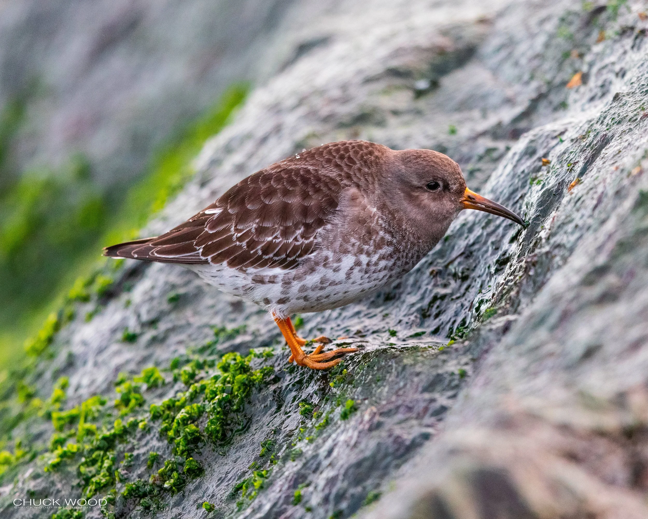  Barnegat Lighthouse, NJ 2021 