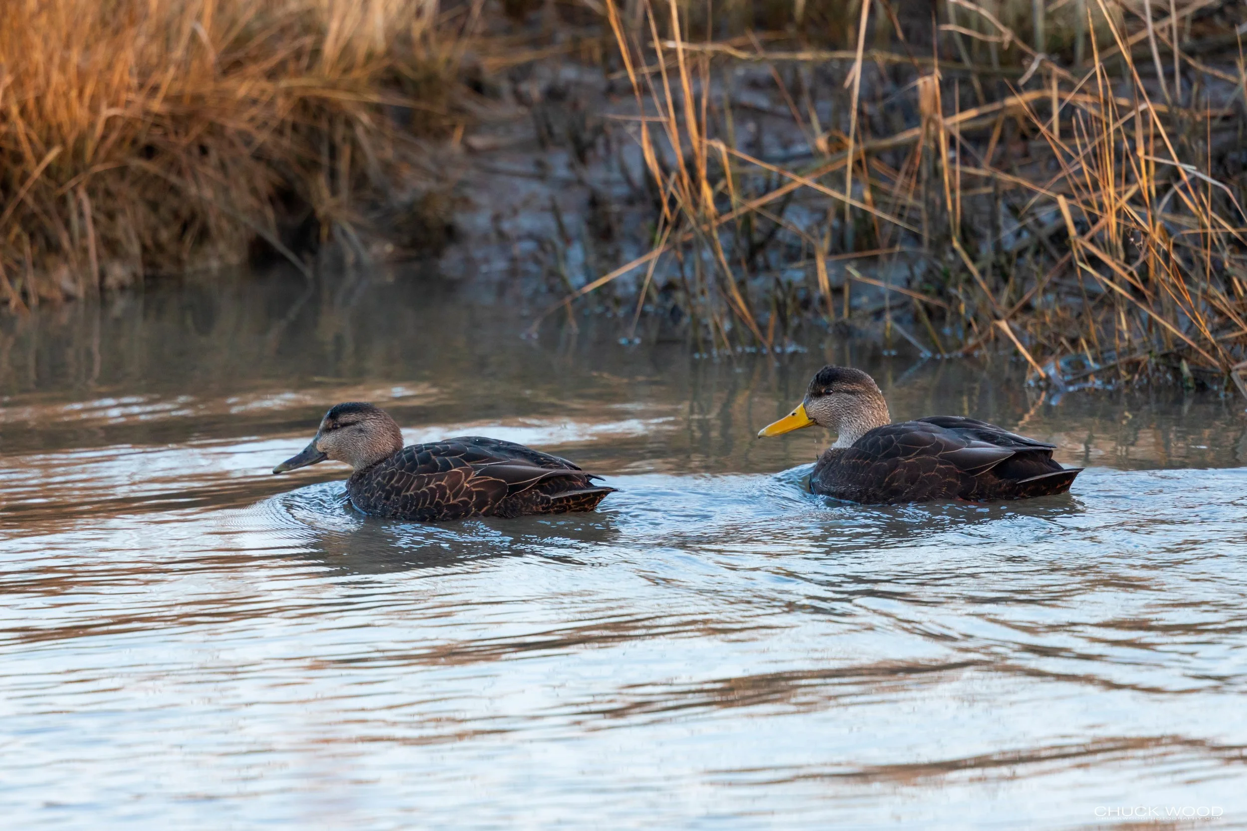  Forsythe NWR, NJ 2019 