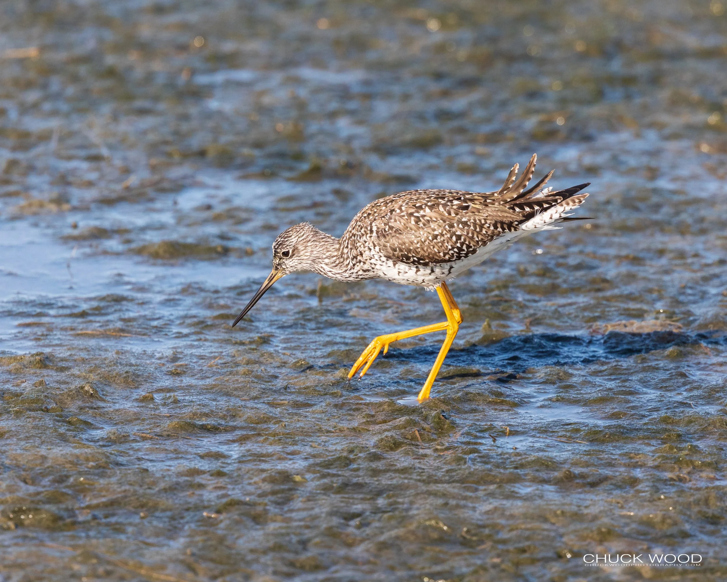  Forsythe NWR, NJ 2020 