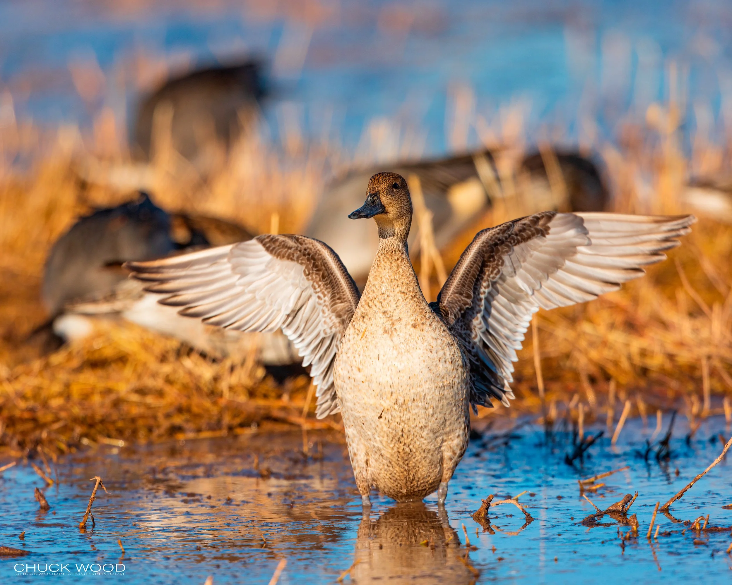  Bosque del Apache, NM 2021 