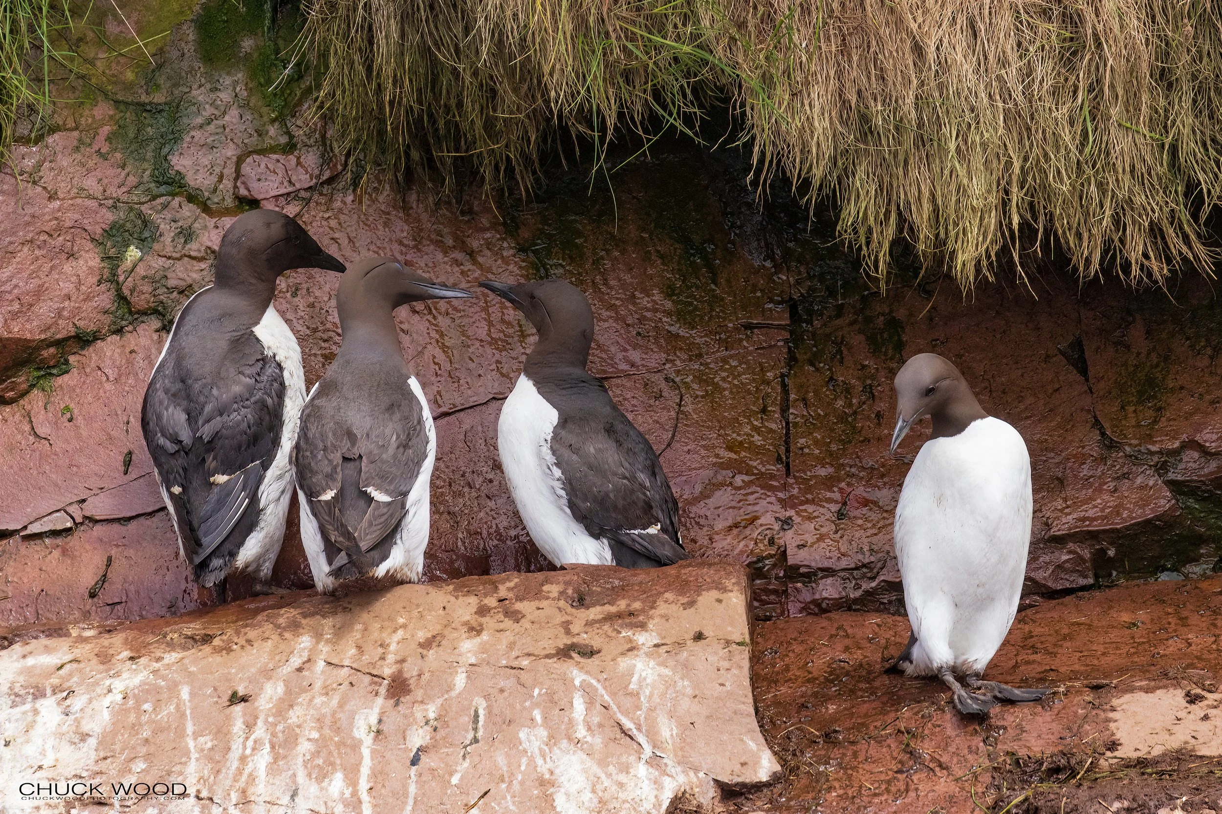   Williston NWR, NL 2022 