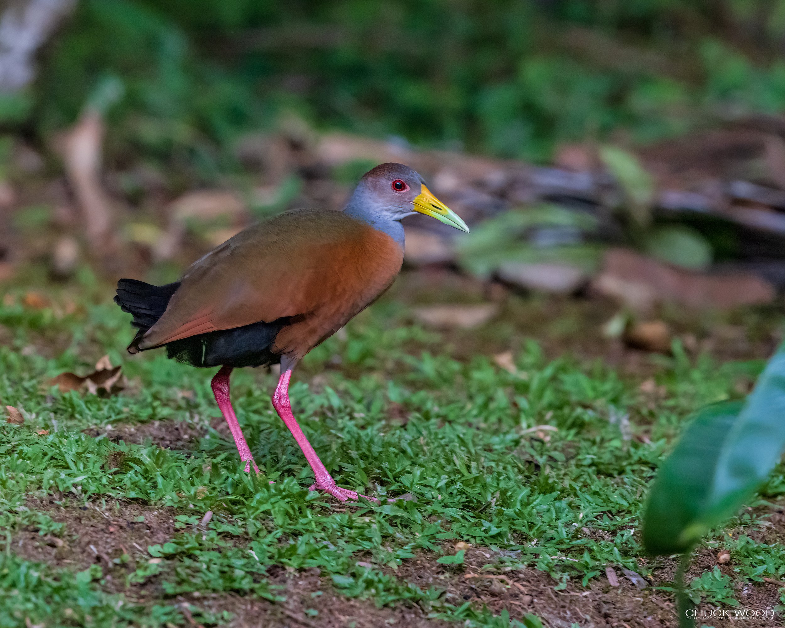  Macaw Lodge, Costa Rica 2023 