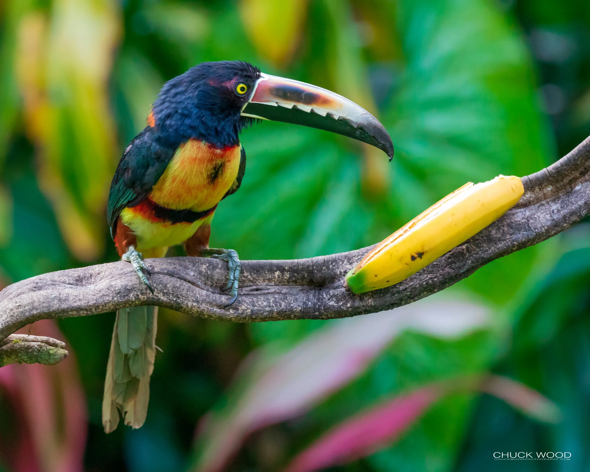  Rancho Naturalista, Costa Rica 2020 
