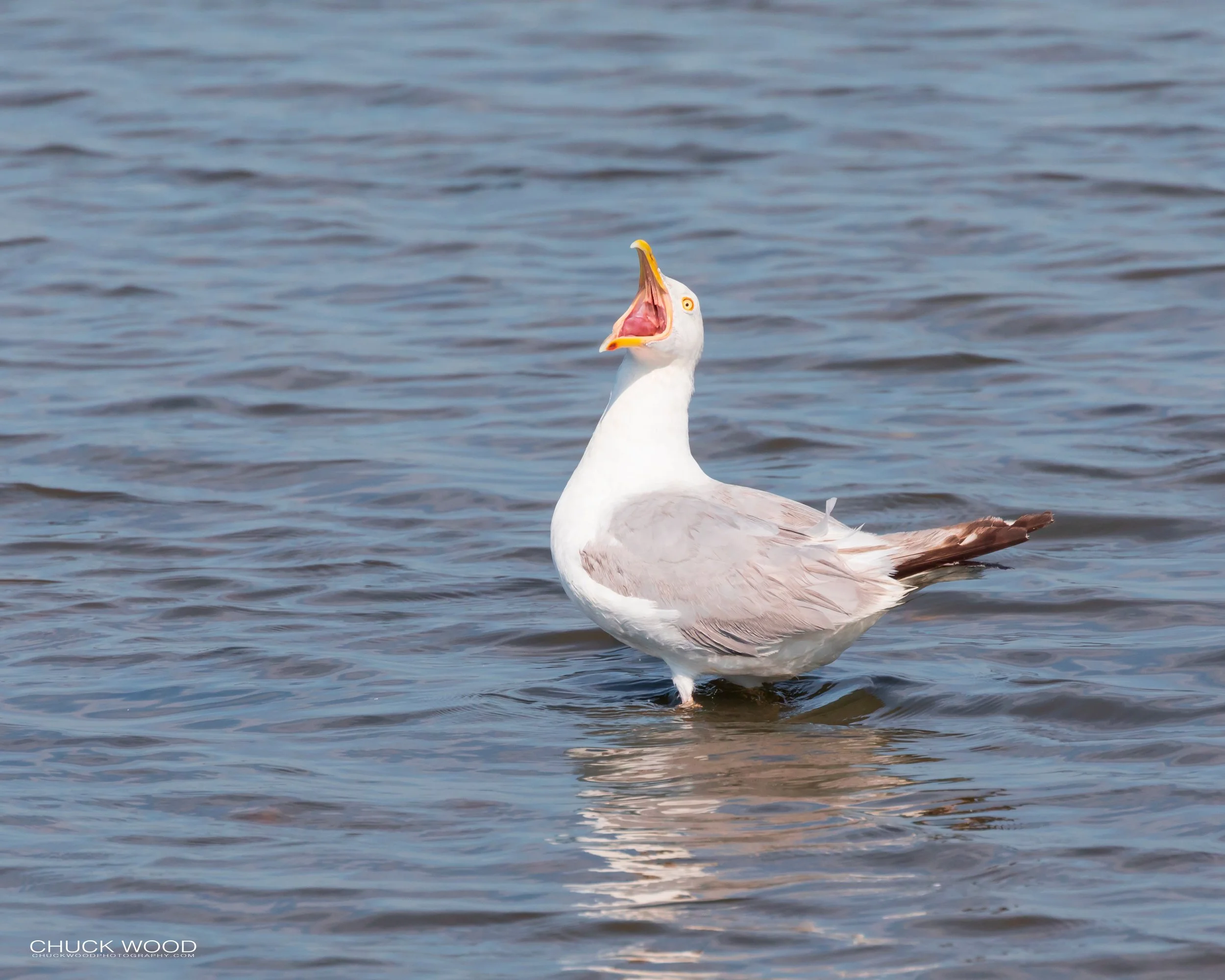  Forsyth NWR, NJ 2019 
