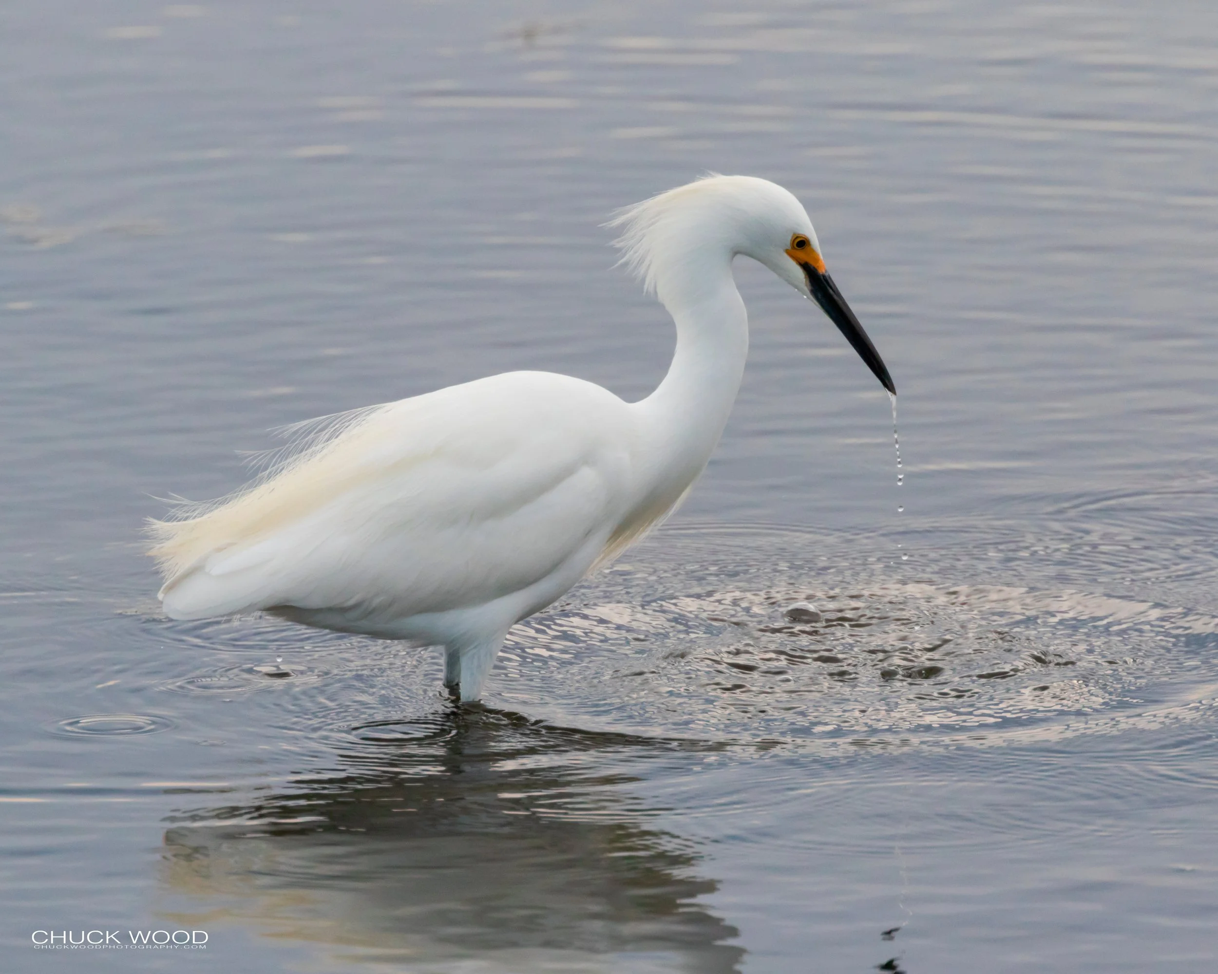 Forsythe NWR, NJ 2019 