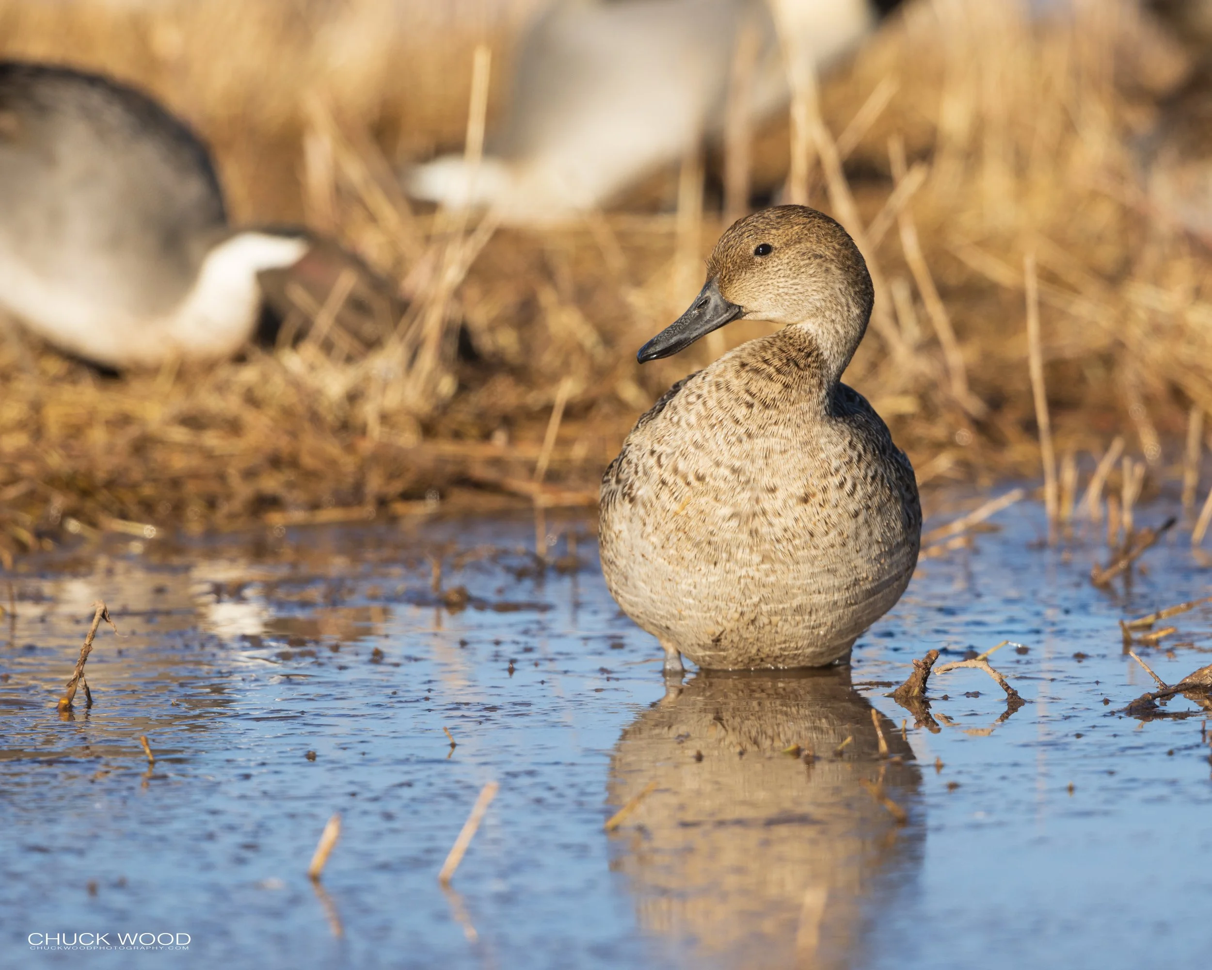  Bosque del Apache, NM 2021 
