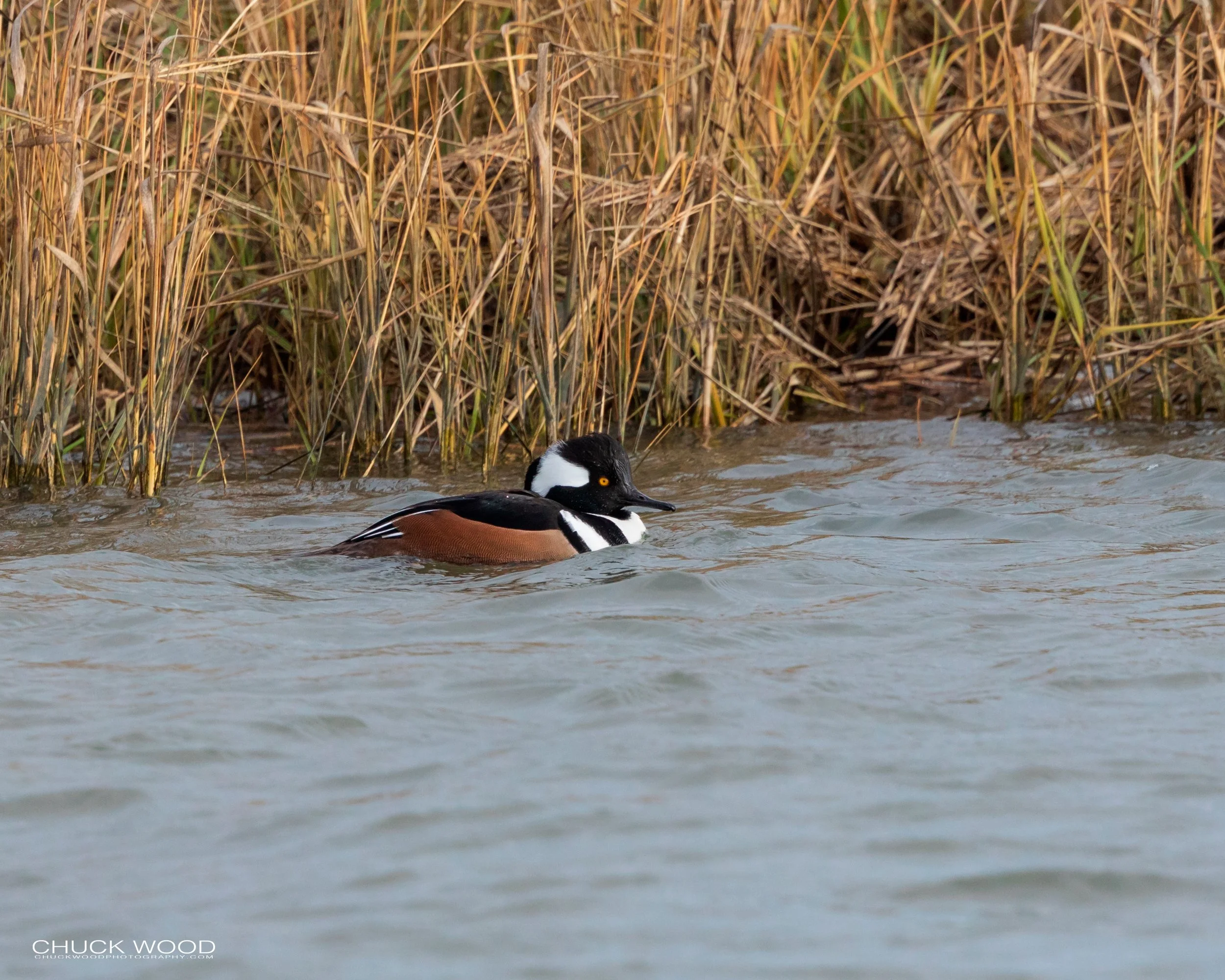  Forsythe NWR, NJ 2019 