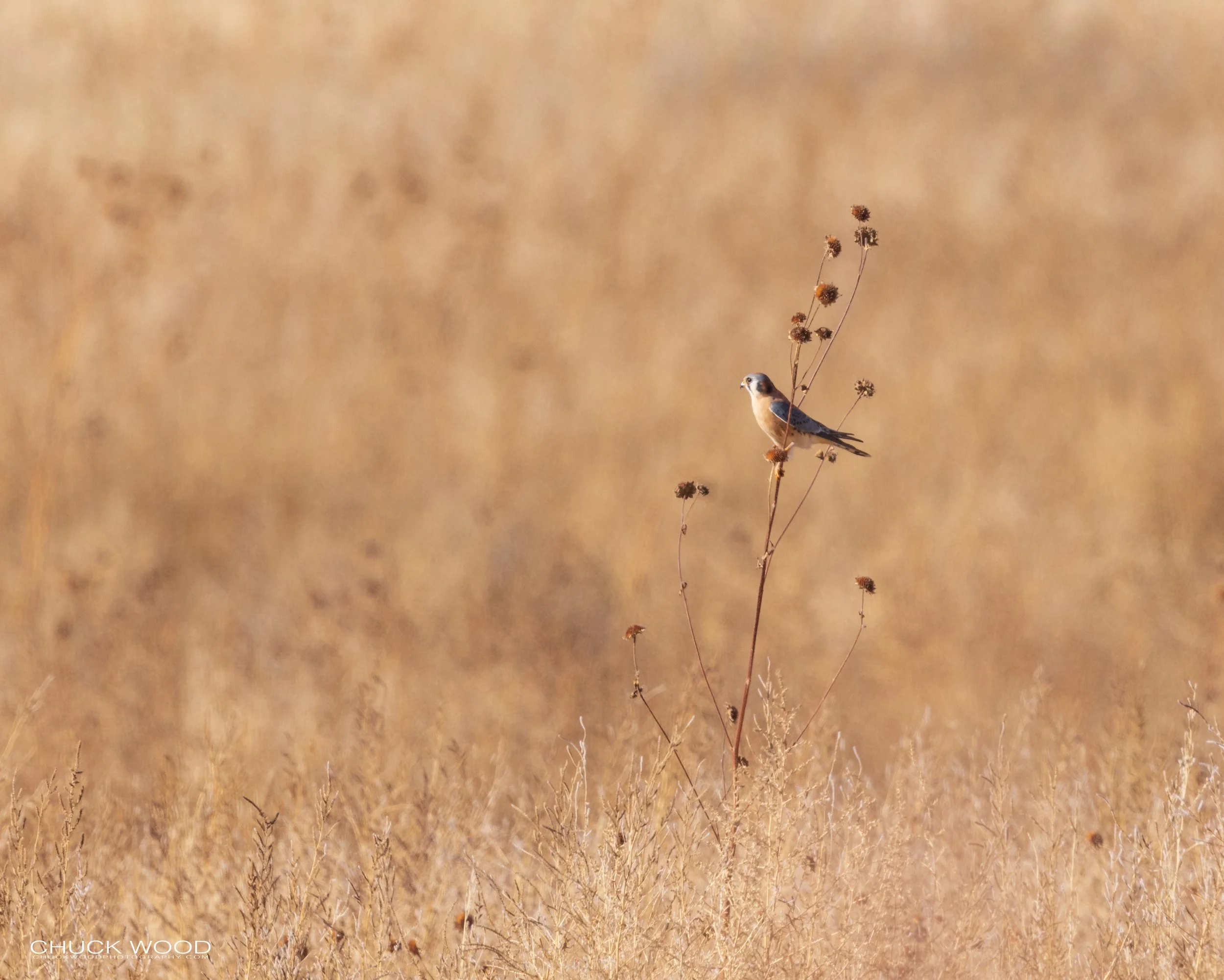  Bosque del Apache, NM 2021 