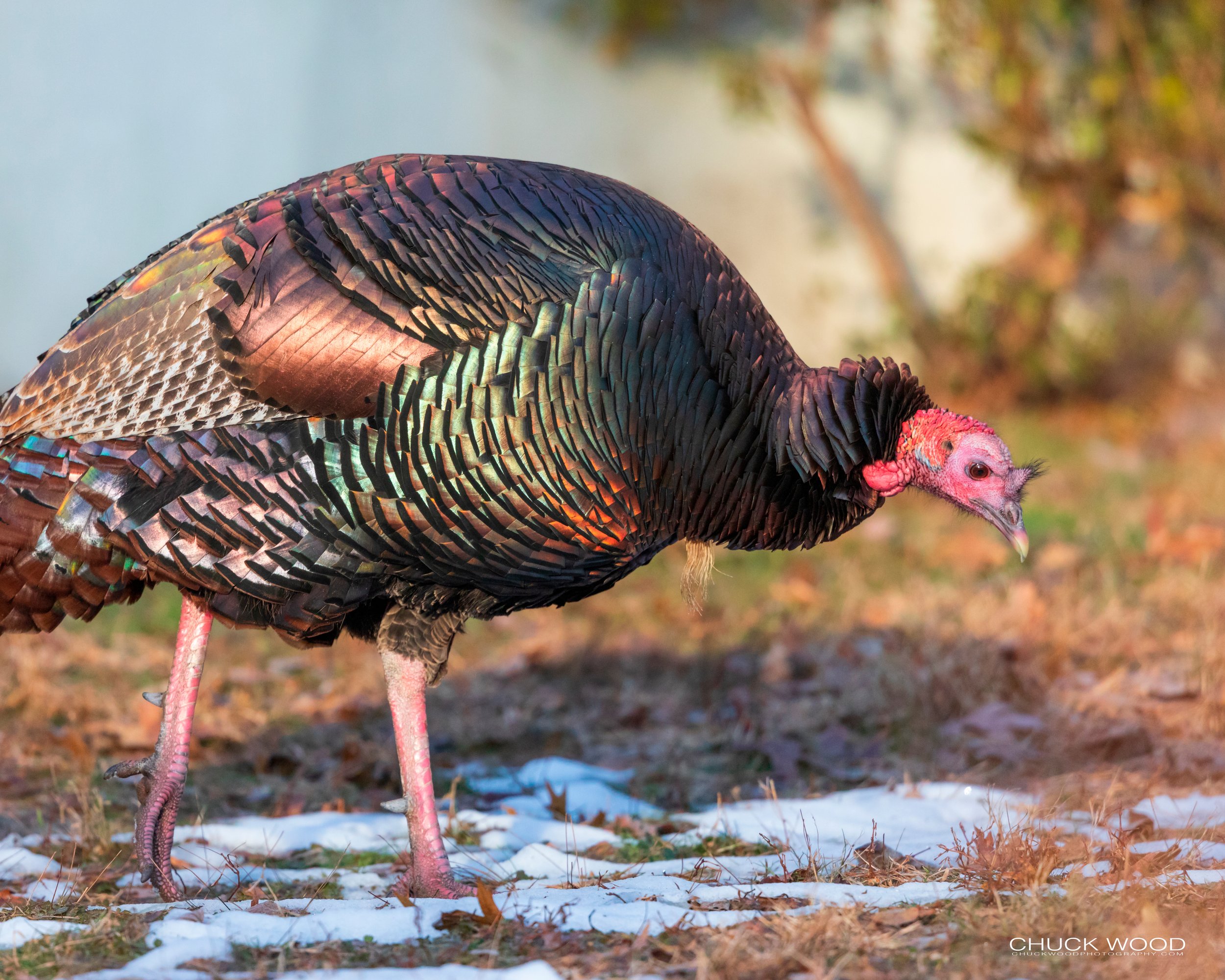 Wild-Turkey-20191207-Celery-Farm-02-wm.jpg