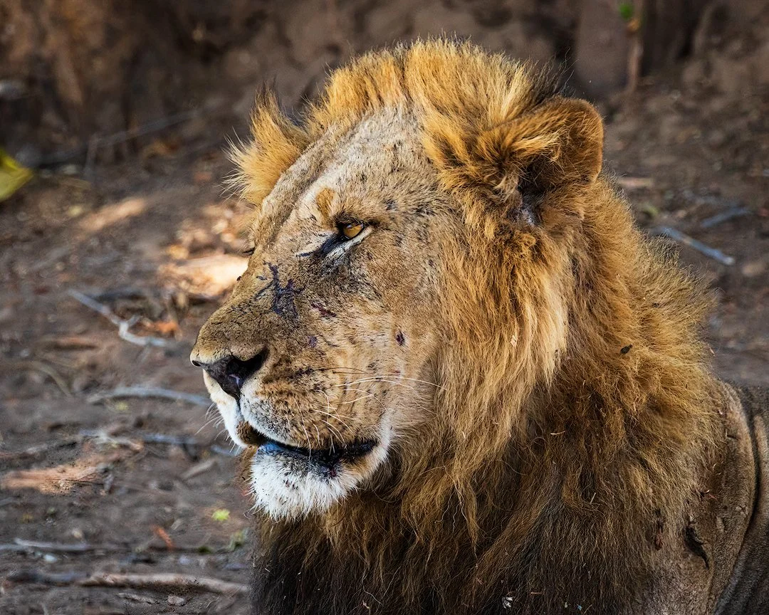 CW00004-Lion-Mana-Pools-2019-1080.jpg