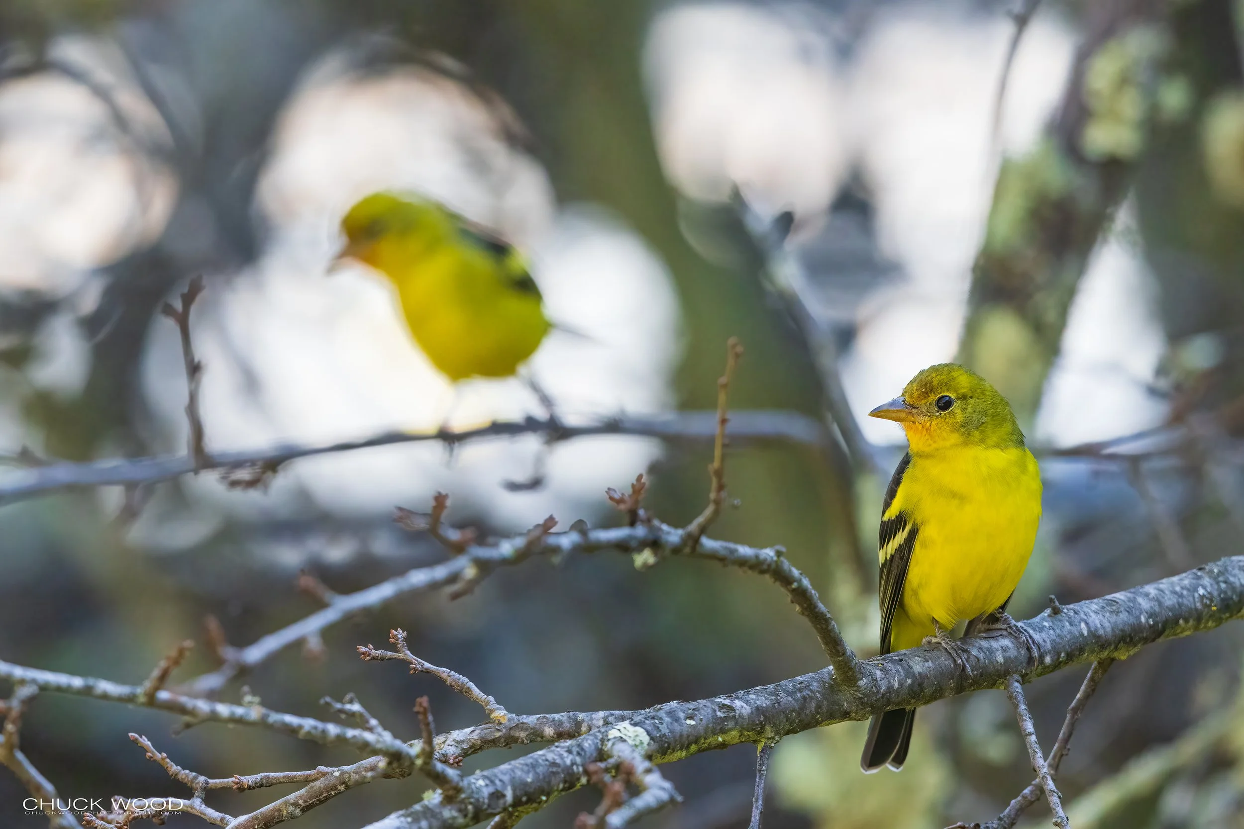  Arroyo Guacamaya, MX 