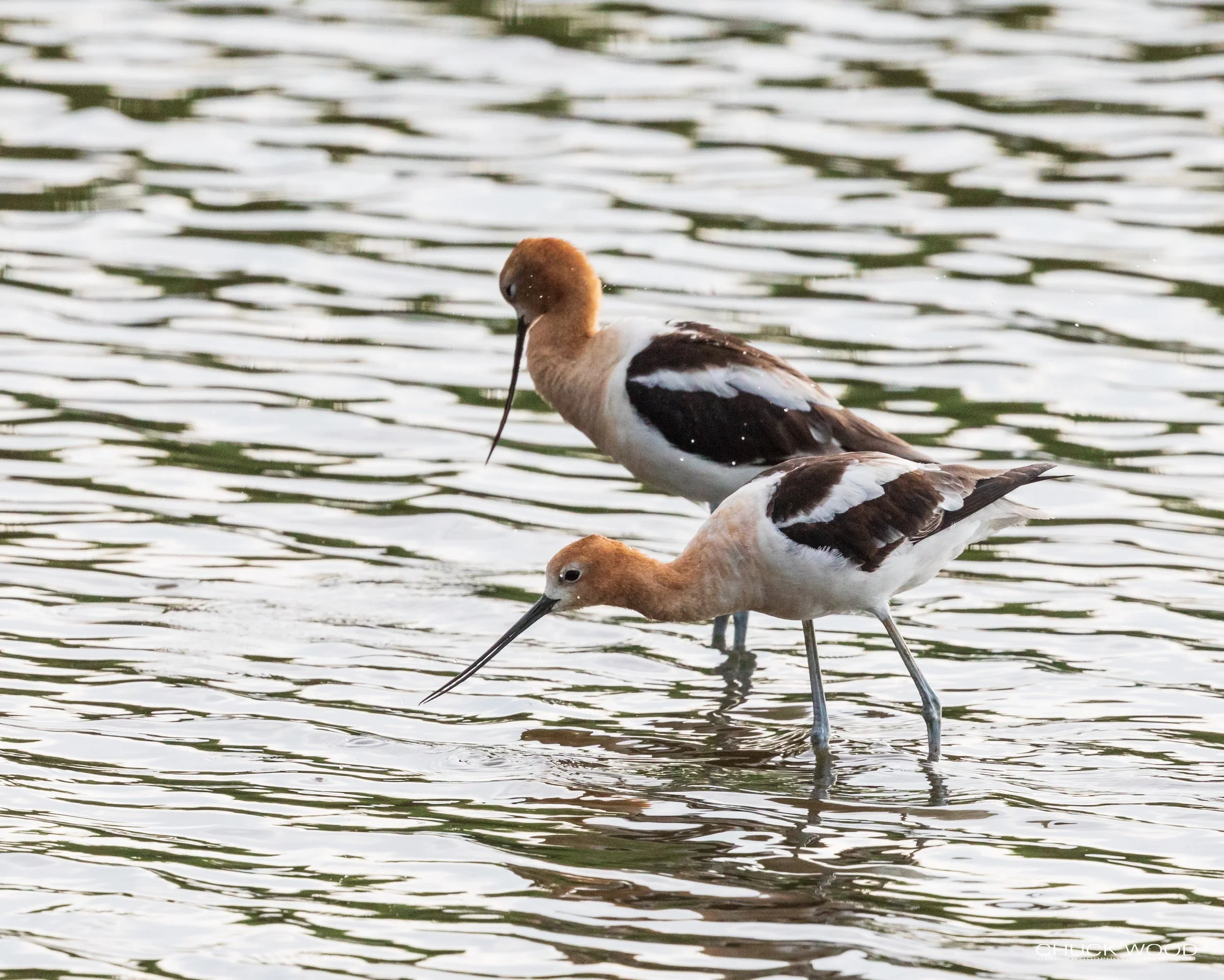  Forsythe NWR, NJ 2020 