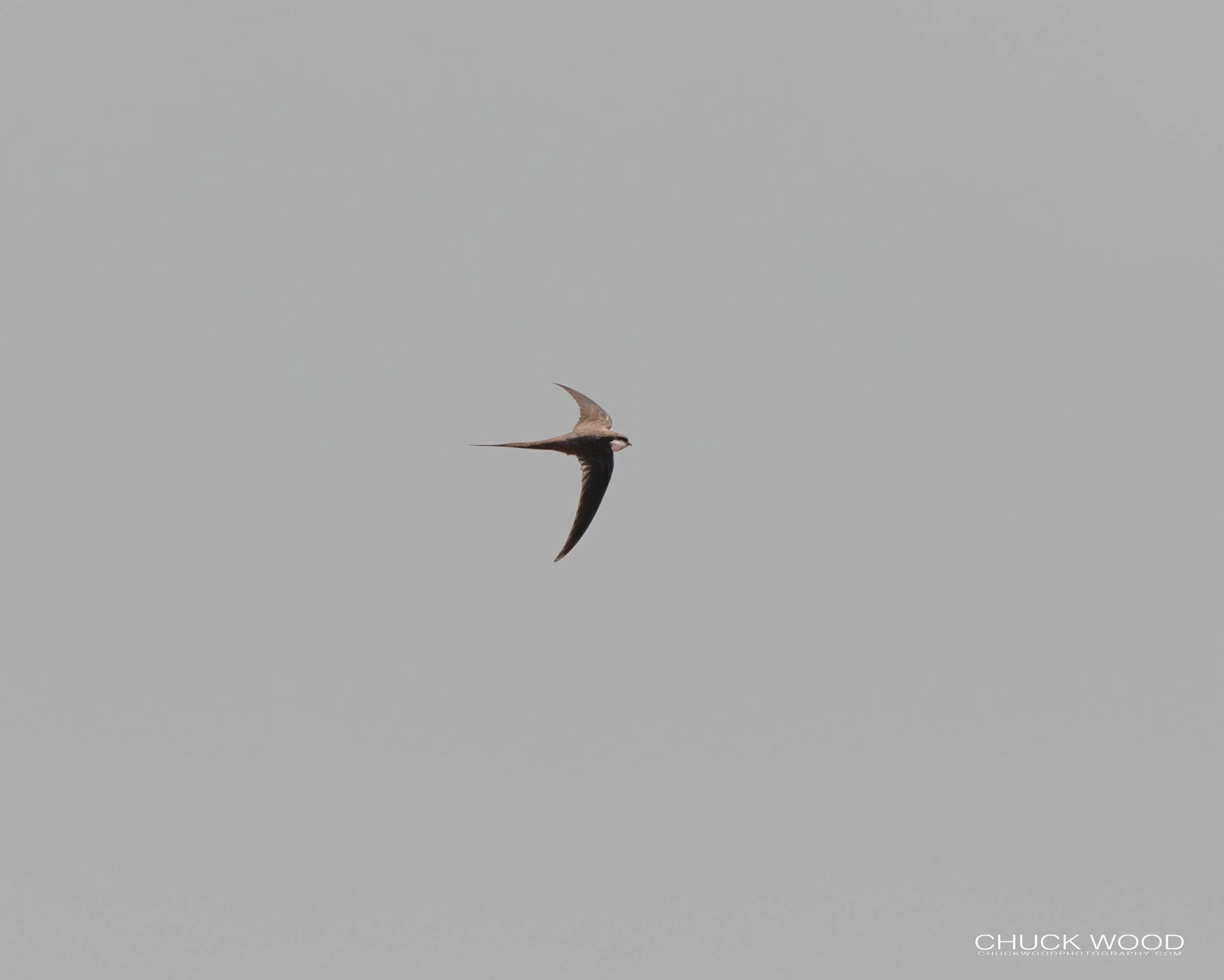  Victoria Falls, Zimbabwe 2019 